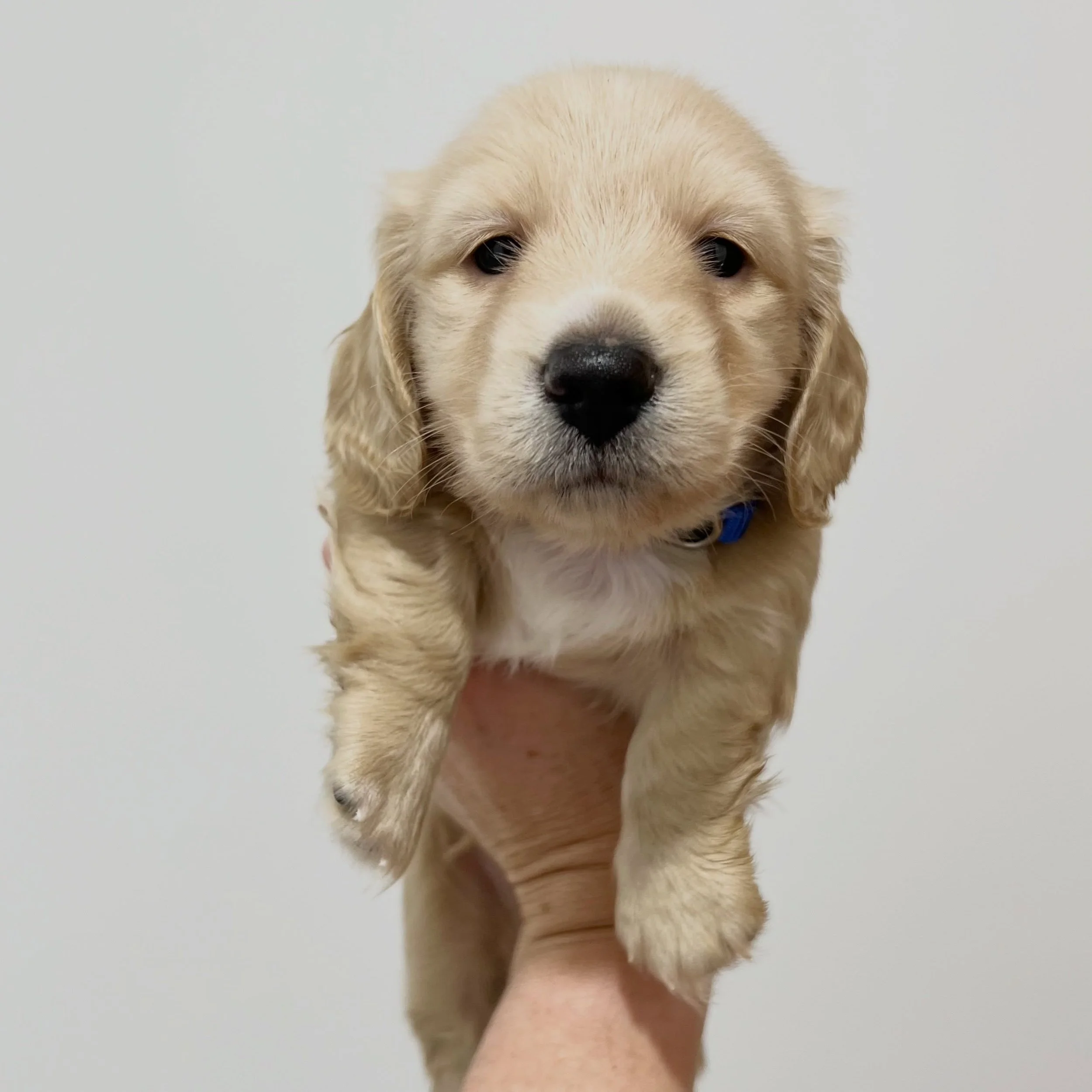 STILL AVAILABLE - 💙💙 ODIN - 5 weeks old
&bull; Clear cream boy - born 30/4/26
&bull; Ready to go to their new homes from 25/6/26
&bull; Long haired miniature dachshund puppy - PRA, MVDD and SDMD clear by parentage
&bull; Will come with MDBA registr
