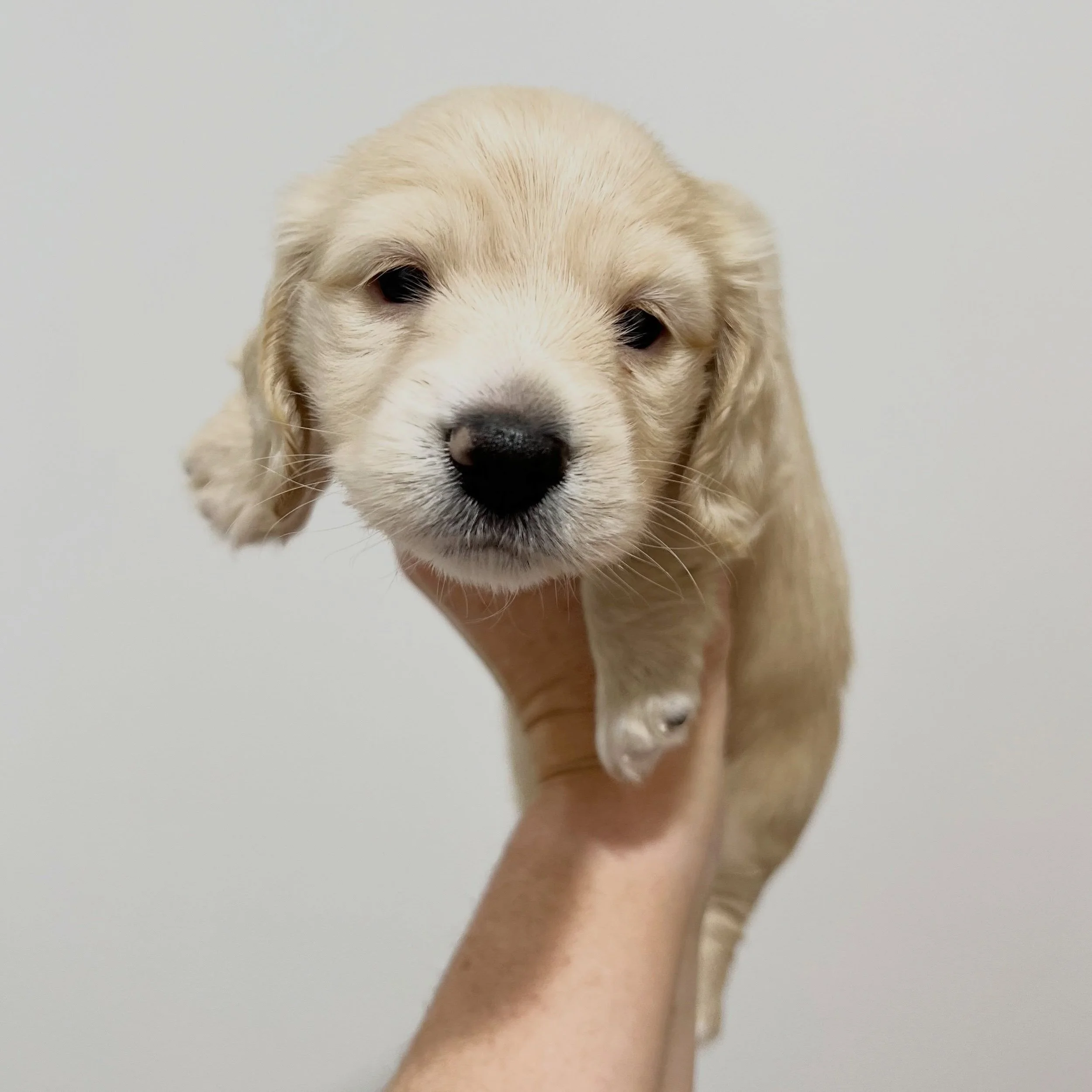 ALLOCATED - 🩷🖤 FREYA - 5 weeks old 
&bull; Clear cream girl - born 30/4/26
&bull; Ready to go to their new homes from 25/6/26
&bull; Long haired miniature dachshund puppy - PRA, MVDD and SDMD clear by parentage
&bull; Will come with MDBA registrati