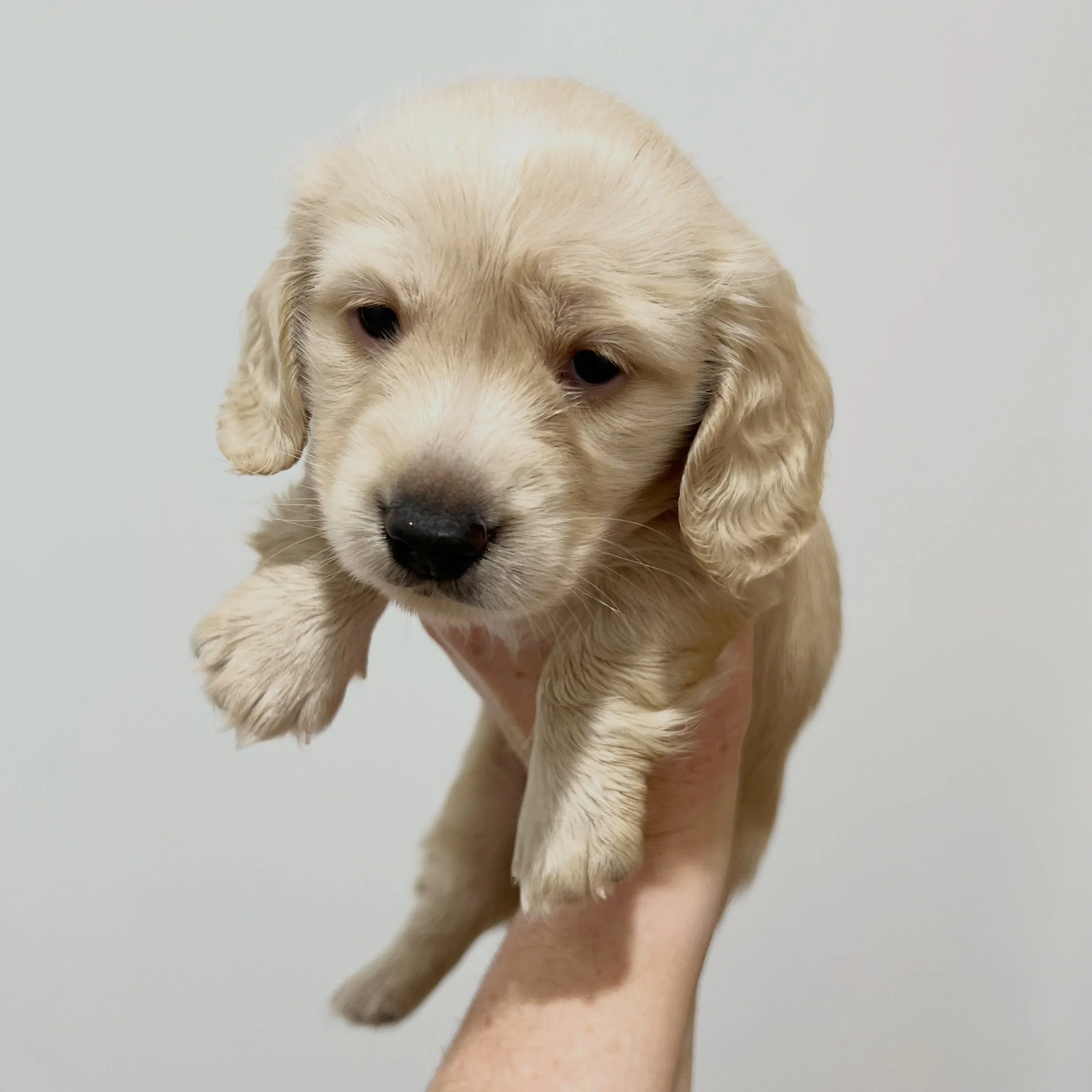 ALLOCATED - 💙🤎 THOR - 5 weeks old
&bull; Clear cream boy - born 30/4/26
&bull; Ready to go to their new homes from 25/6/26
&bull; Long haired miniature dachshund puppy - PRA, MVDD and SDMD clear by parentage
&bull; Will come with MDBA registration 