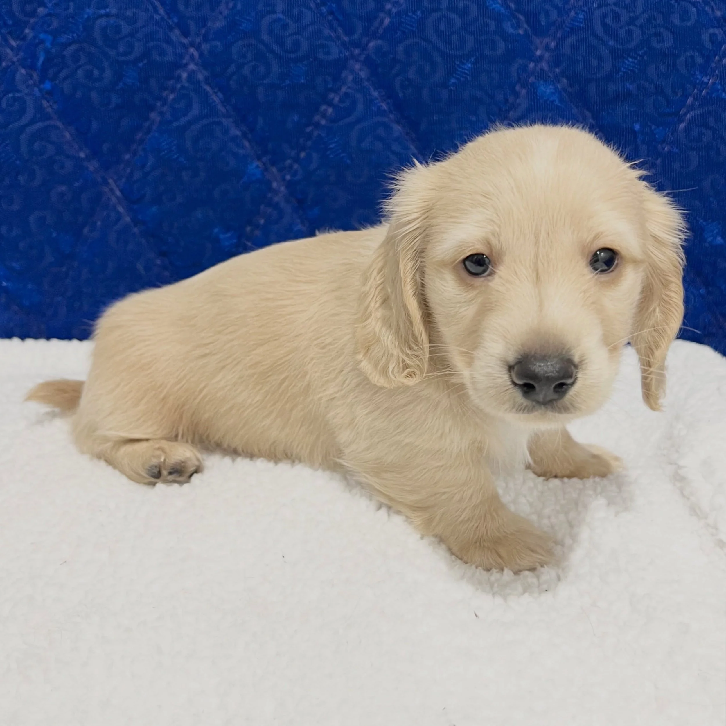 ALLOCATED - 💙🤎 THOR - 6 weeks old
&bull; Clear cream boy - born 30/4/26
&bull; Ready to go to their new homes from 25/6/26
&bull; Long haired miniature dachshund puppy - PRA, MVDD and SDMD clear by parentage
&bull; Will come with MDBA registration 