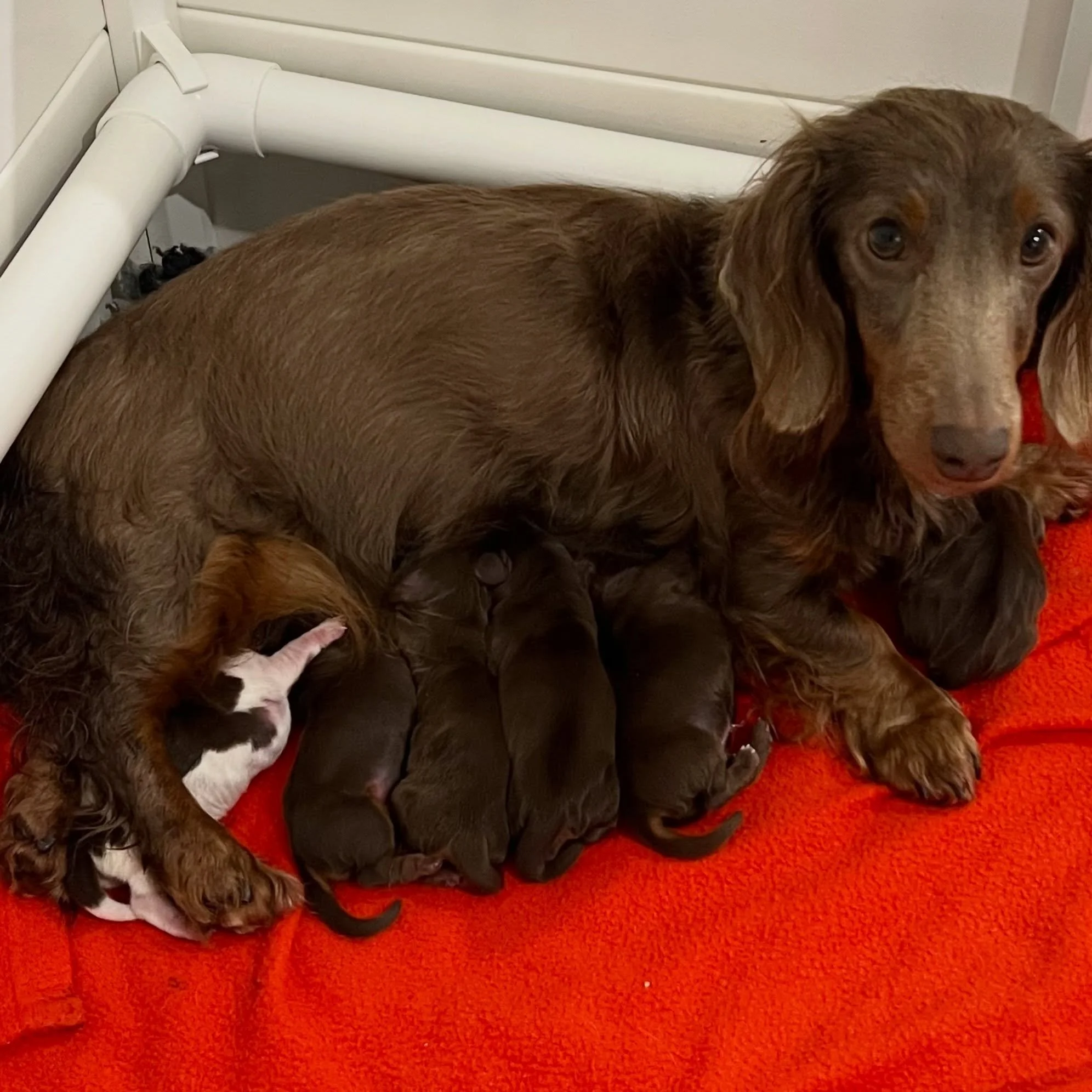 BIRTH ANNOUNCEMENT - We welcomed our fourth litter of 2026 by Nancy x Dudley on Tuesday, 14/7/26. We are still finalising our litter names but we were blessed with six puppies - three girls and three boys, with five being chocolate and tan and the si