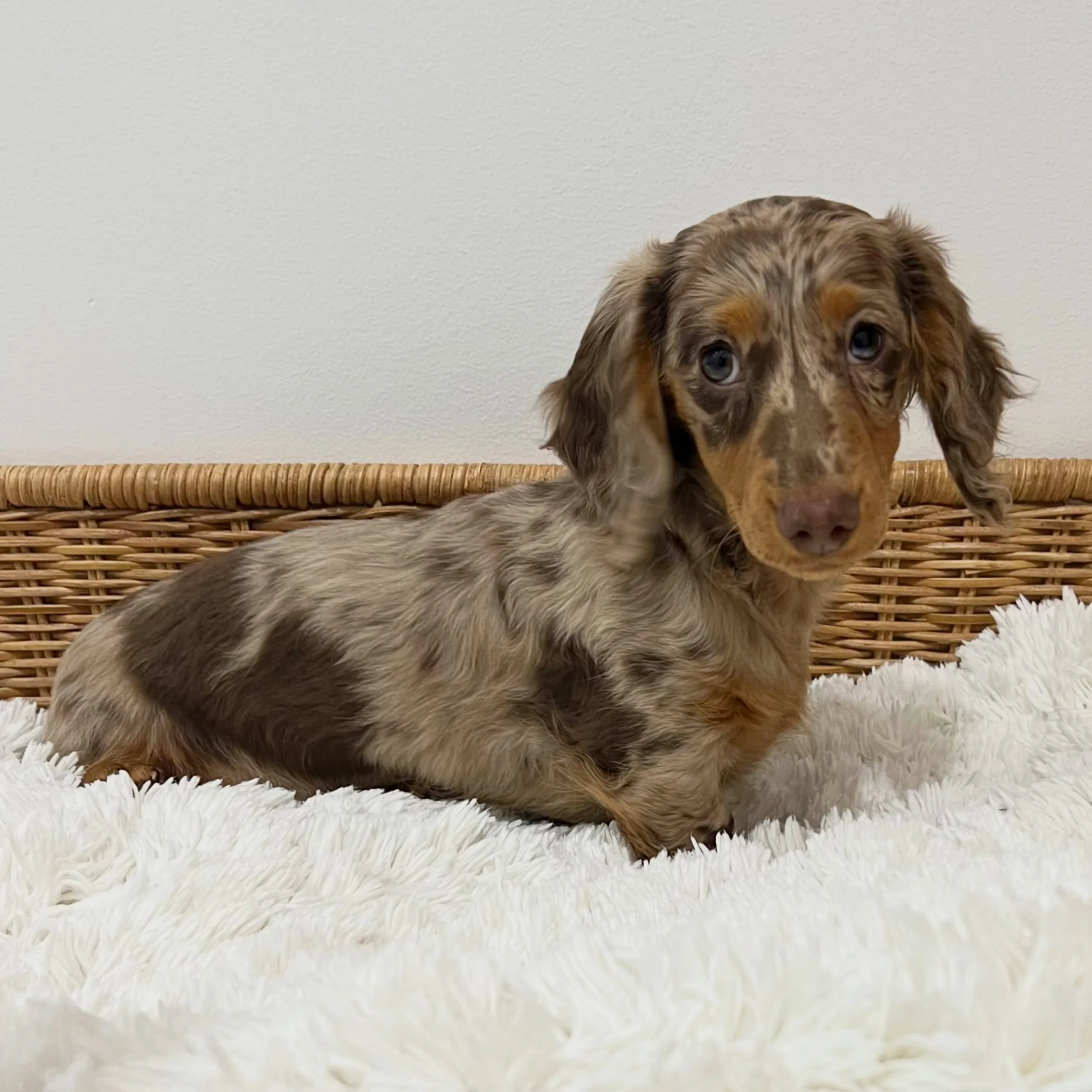 GUARDIAN HOME FOUND - 🩷 PHOEBE - 12 weeks old
&bull; Chocolate and tan dapple girl - born 21/4/26
&bull; Long haired miniature dachshund puppy - PRA, MMVD and SDMD clear by parentage. 
&bull; Will come with MDBA registration papers
&bull; Chloe x Du