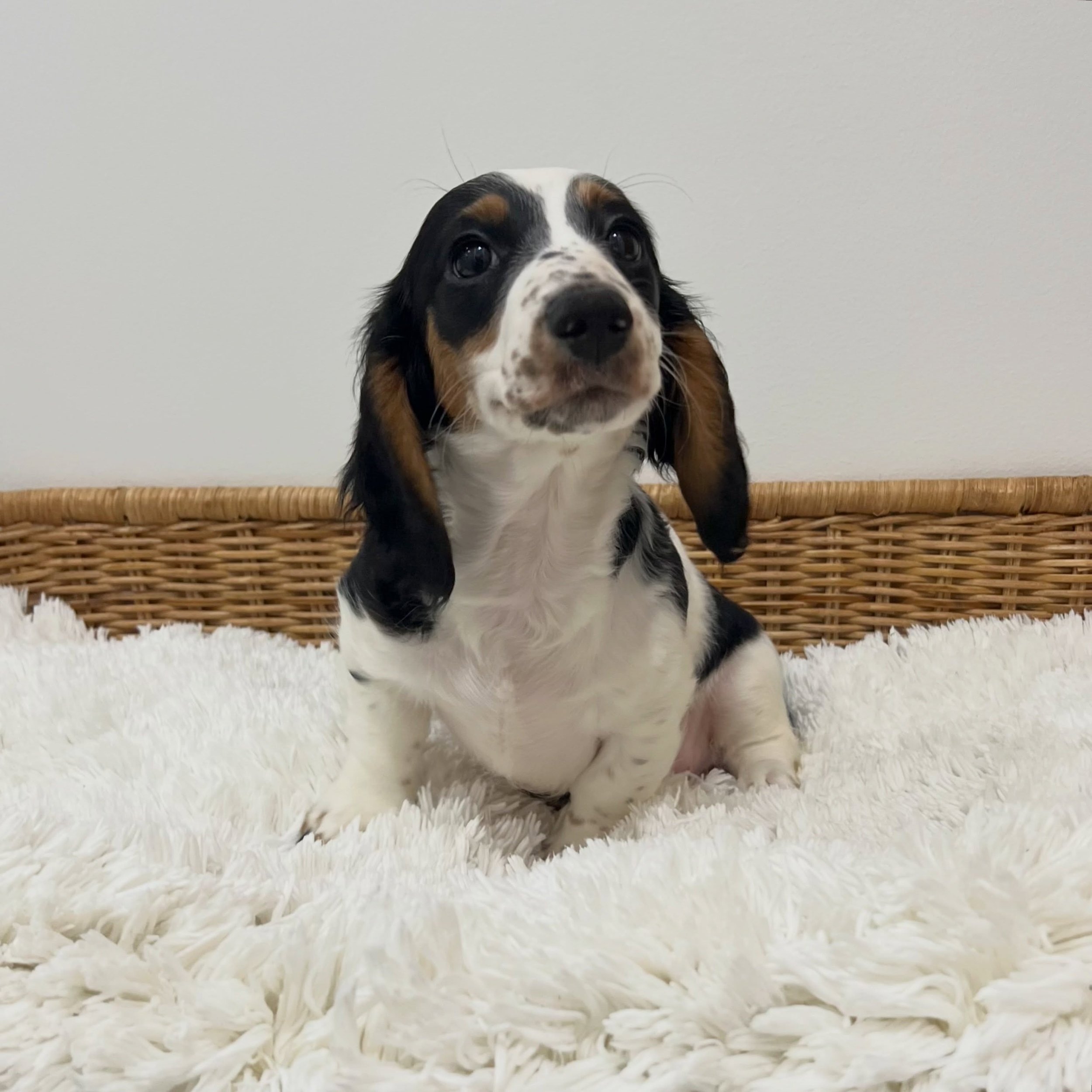 STILL AVAILABLE - 🩷 PRUE - 12 weeks old  today - her bags are packed, ready to go to her new family
&bull; Black and tan piebald girl - born 21/4/26
&bull; Long haired miniature dachshund puppy - PRA, MMVD and SDMD clear by parentage. 
&bull; Will c