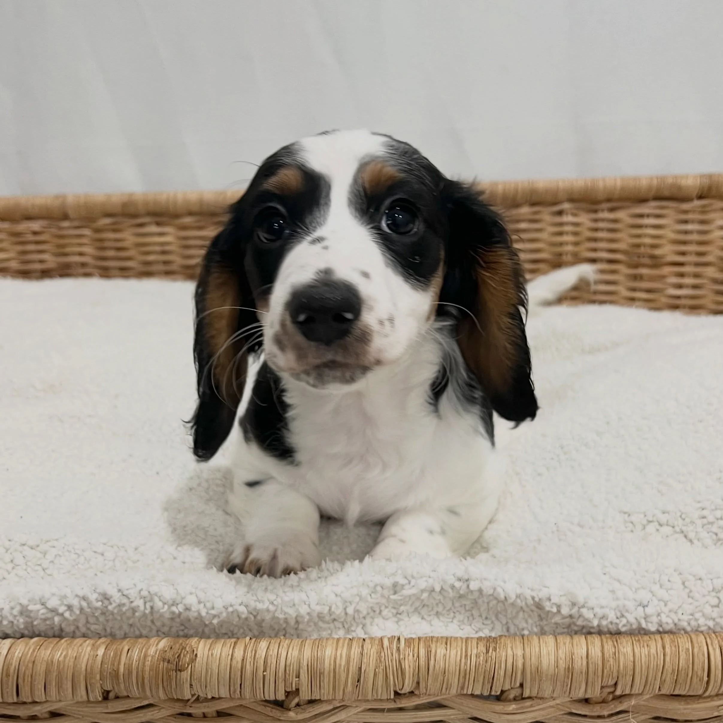 STILL AVAILABLE - 🩷 PRUE - Almost 10 weeks old - her bags are packed, ready to go to her new family yesterday
&bull; Black and tan piebald girl - born 21/4/26
&bull; Long haired miniature dachshund puppy - PRA, MMVD and SDMD clear by parentage. 
&bu