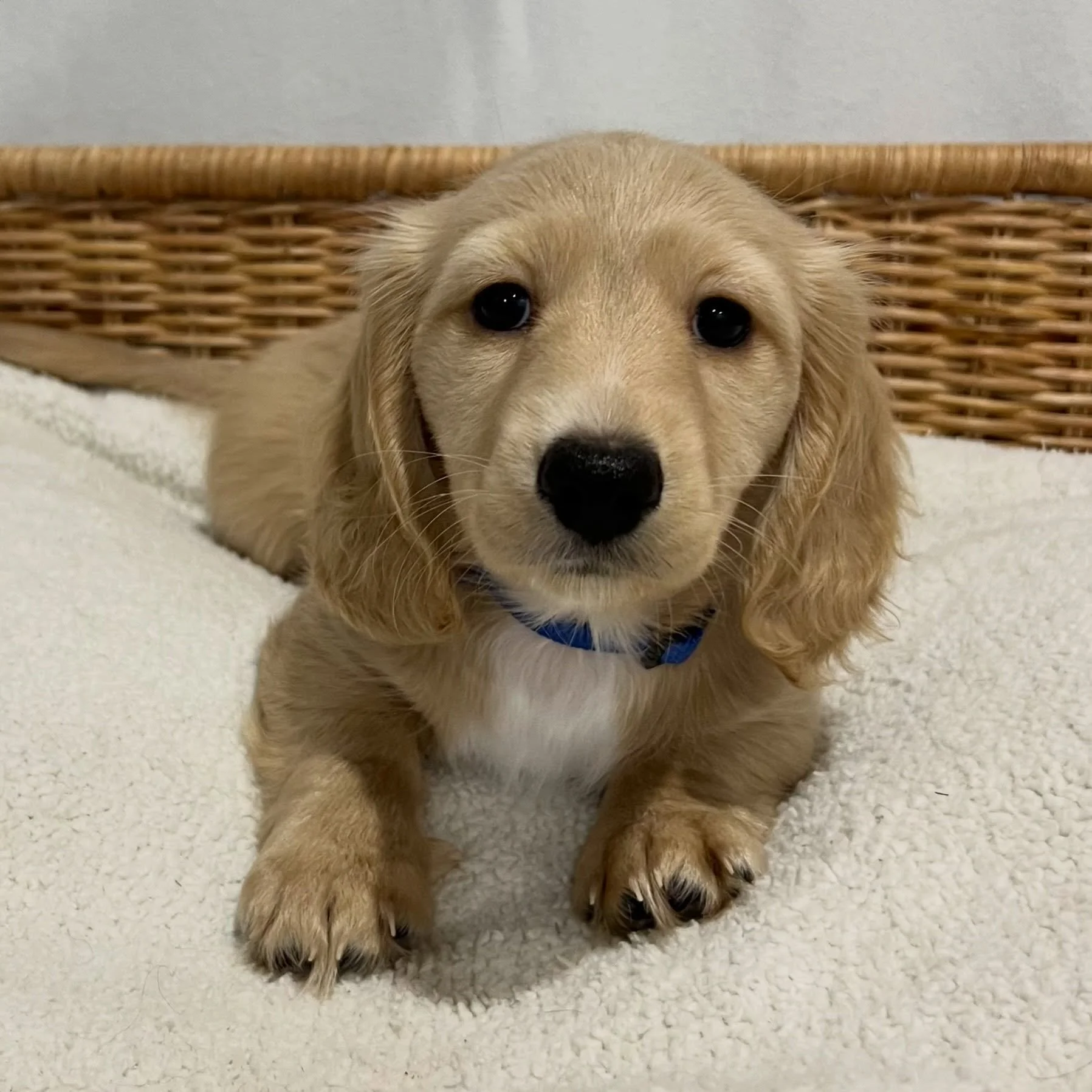ALLOCATED - 💙💙 ODIN - 8 weeks 2 days old
&bull; Clear cream boy - born 30/4/26
&bull; Ready to go to their new homes from 25/6/26
&bull; Long haired miniature dachshund puppy - PRA, MVDD and SDMD clear by parentage
&bull; Will come with MDBA regist
