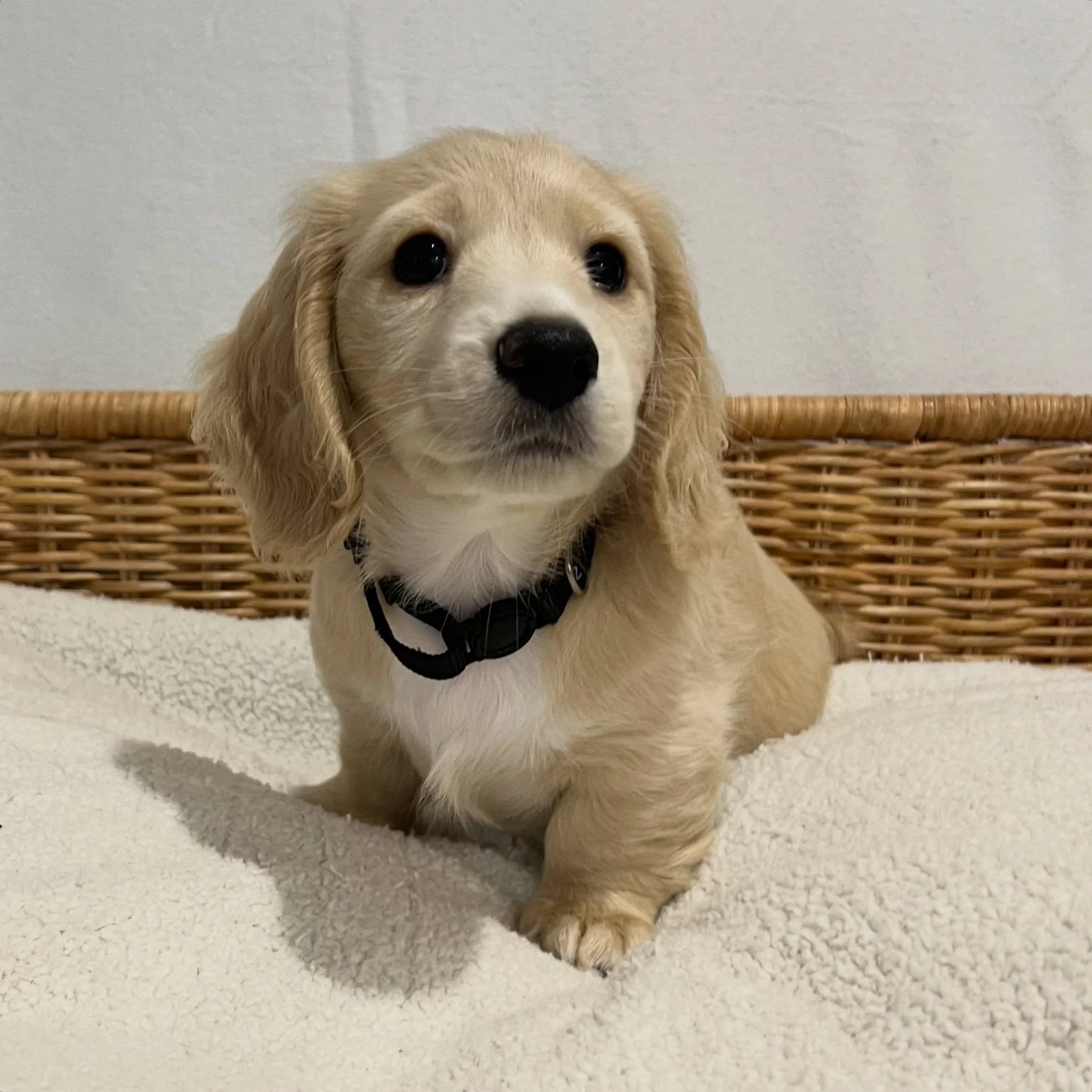 ALLOCATED - 🩷🖤 FREYA (new name FIONA APPLE) - 8 weeks 2 days  old 
&bull; Clear cream girl - born 30/4/26
&bull; Ready to go to their new homes from 25/6/26
&bull; Long haired miniature dachshund puppy - PRA, MVDD and SDMD clear by parentage
&bull;