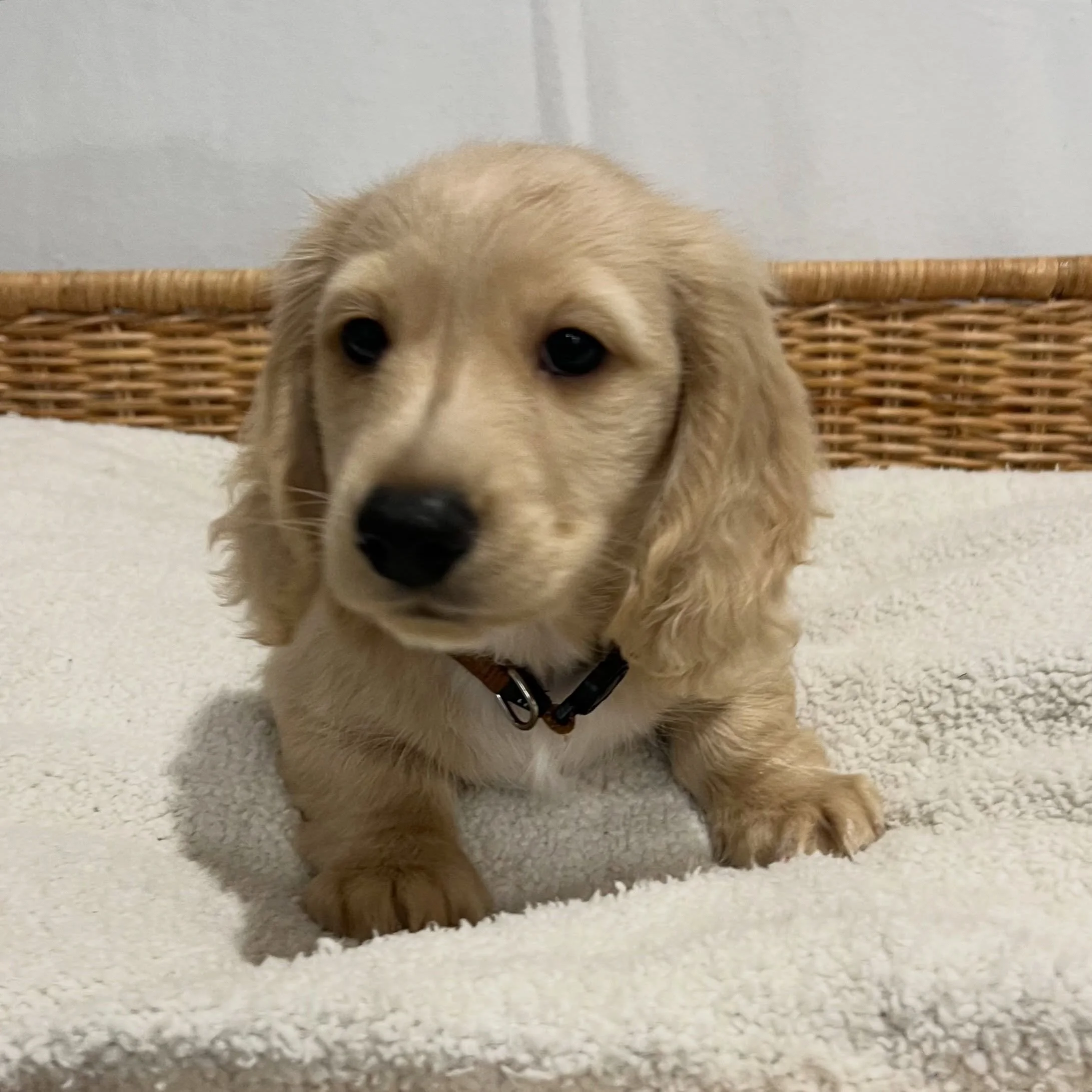 ALLOCATED - 💙🤎 THOR (new name ARCHIBALD, ARTIE for short) - 8 weeks and 2 days old
&bull; Clear cream boy - born 30/4/26
&bull; Ready to go to their new homes from 25/6/26
&bull; Long haired miniature dachshund puppy - PRA, MVDD and SDMD clear by p