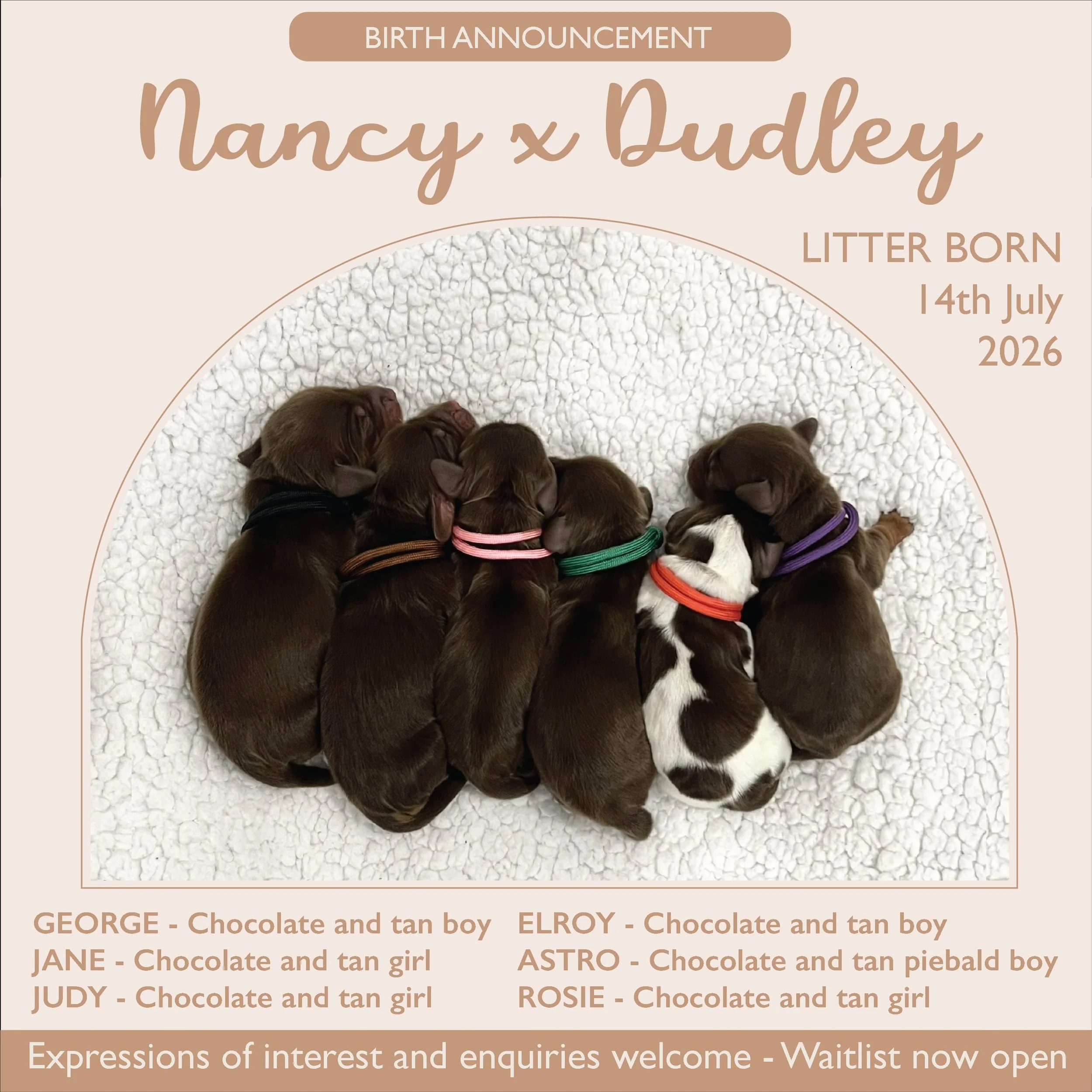 BIRTH ANNOUNCEMENT - We welcomed our fourth litter of 2026 by Nancy x Dudley on Tuesday, 14/7/26. We have decided on a JETSONS theme for the names of this litter and were blessed with three girls and three boys, with five being chocolate and tan and 