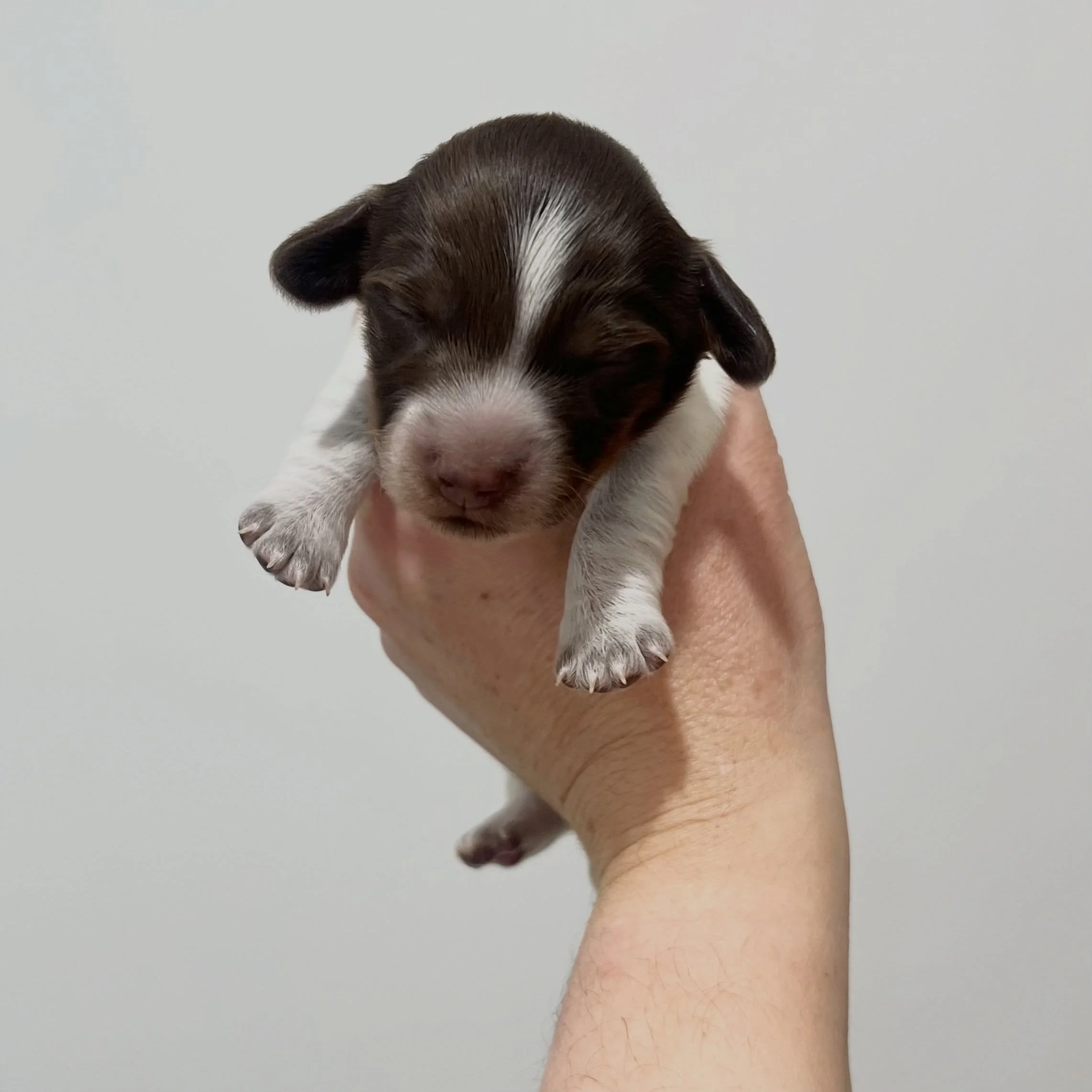 AVAILABLE - 💙❤️ ASTRO - 1.5 weeks old
&bull; Chocolate and tan piebald boy - born 14/7/26
&bull; Ready to go to their home from 8/9/26
&bull; Long haired miniature dachshund puppy - PRA, MVDD and SDMD clear by parentage 
&bull; Will come with MDBA r
