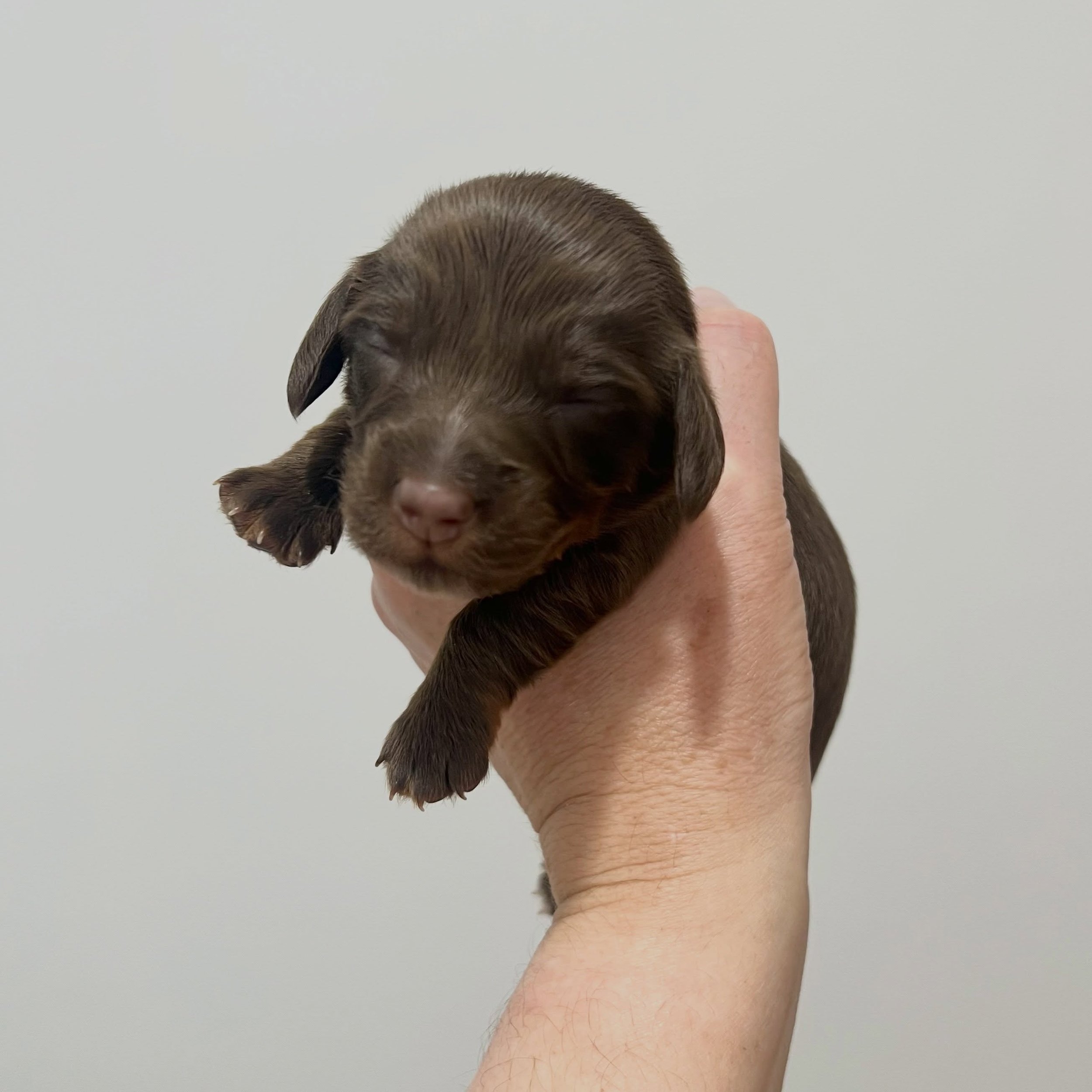AVAILABLE - 💙💚 ELROY - 1.5 weeks old
&bull; Chocolate and tan boy - born 14/7/26
&bull; Ready to go to their home from 8/9/26
&bull; Long haired miniature dachshund puppy - PRA, MVDD and SDMD clear by parentage 
&bull; Will come with MDBA registrat