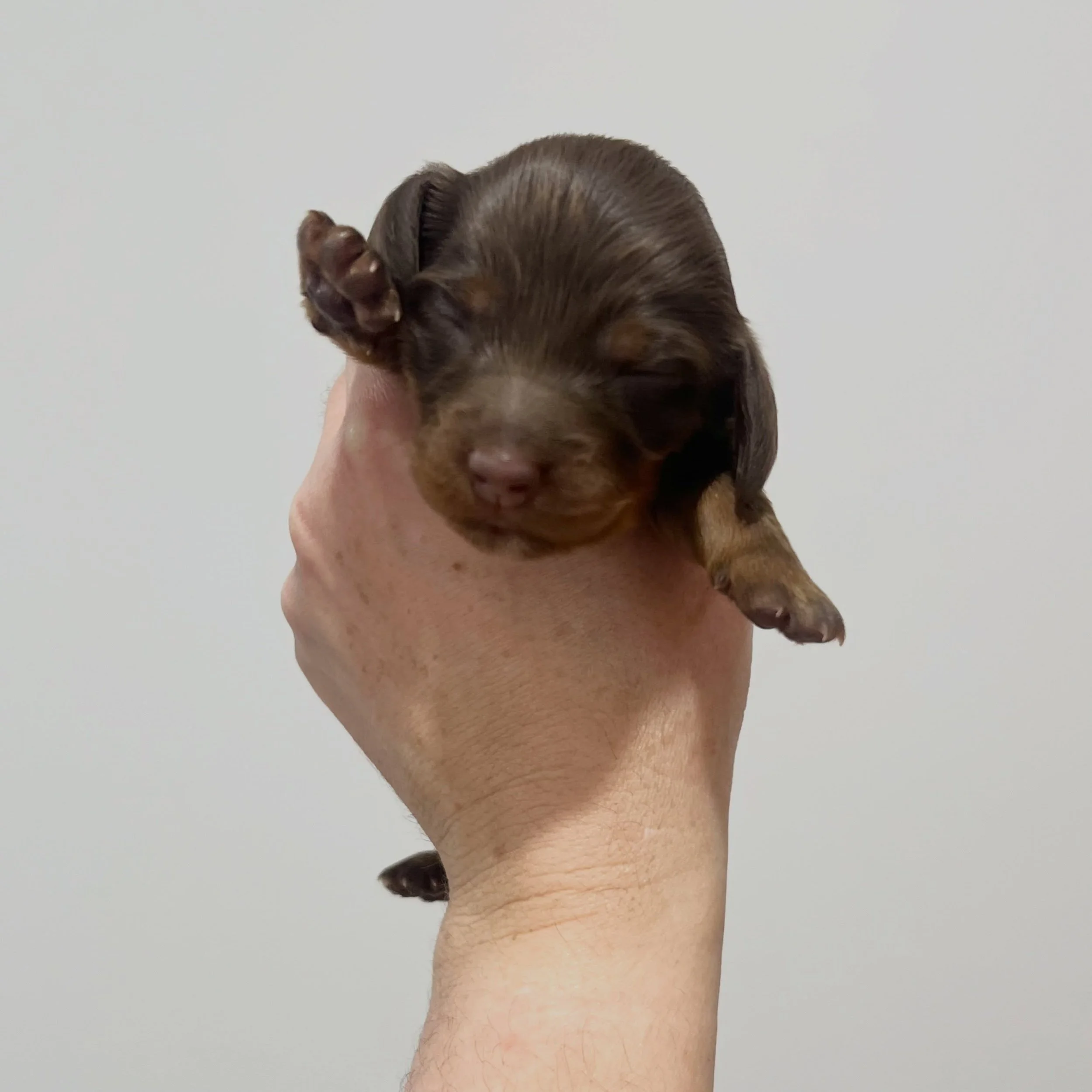 AVAILABLE - 🩷🩷 JUDY - 1.5 weeks old
&bull; Chocolate and tan girl - born 14/7/26
&bull; Ready to go to their home from 8/9/26
&bull; Long haired miniature dachshund puppy - PRA, MVDD and SDMD clear by parentage 
&bull; Will come with MDBA registrat