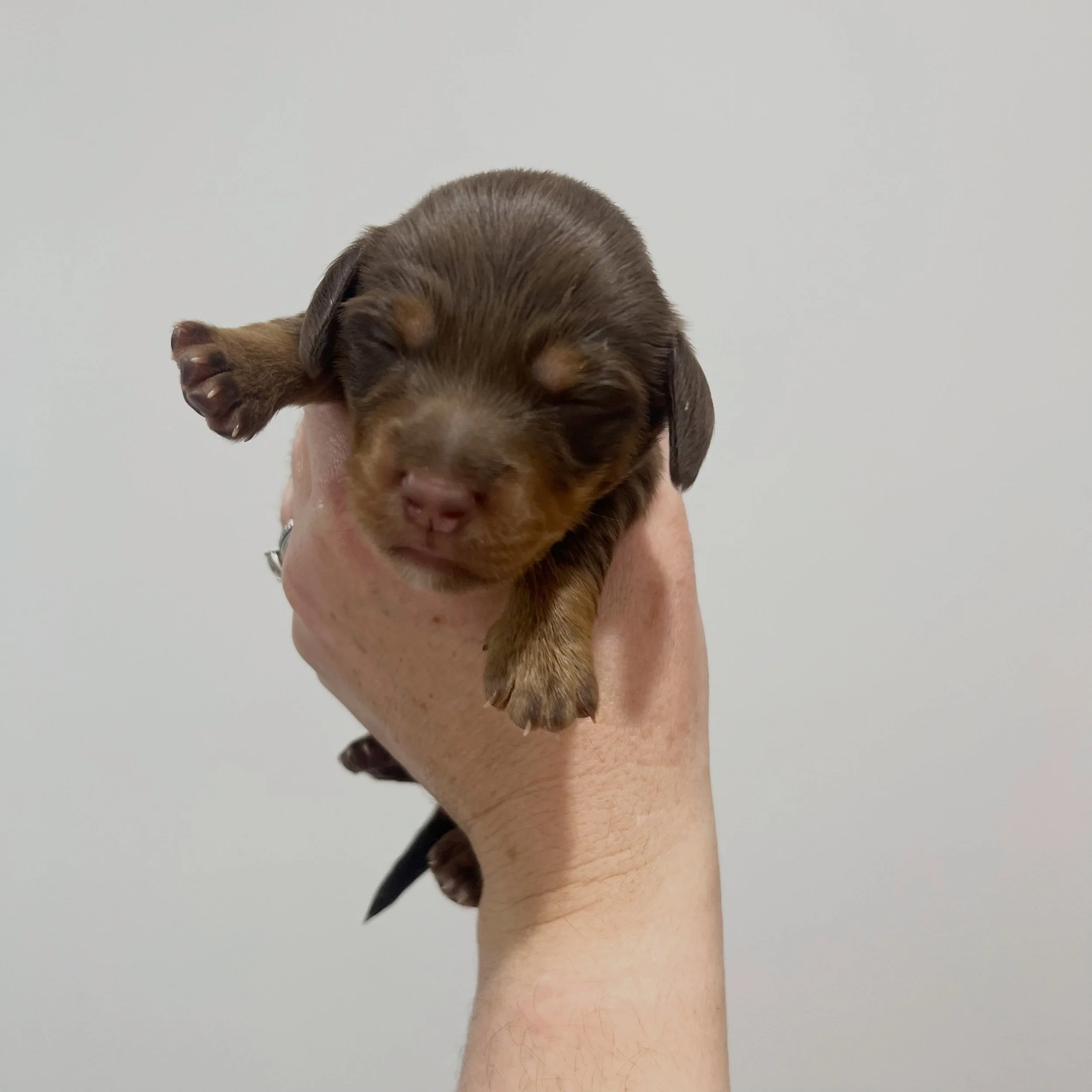 AVAILABLE - 💙🖤 GEORGE - 1.5 weeks old
&bull; Chocolate and tan boy - born 14/7/26
&bull; Ready to go to their home from 8/9/26
&bull; Long haired miniature dachshund puppy - PRA, MVDD and SDMD clear by parentage 
&bull; Will come with MDBA registra
