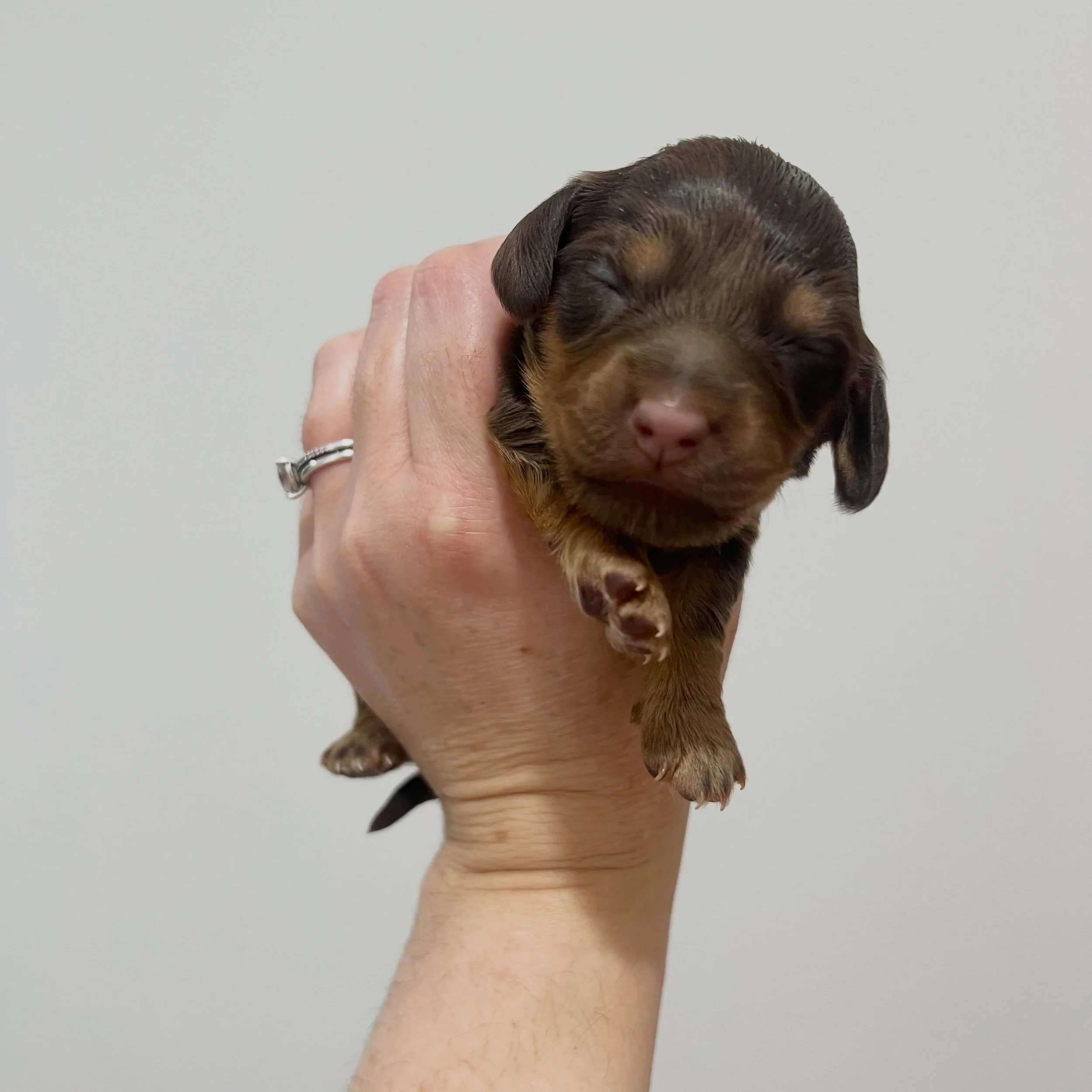 AVAILABLE - 🩷🤎 JANE - 1.5 weeks old
&bull; Chocolate and tan girl - born 14/7/26
&bull; Ready to go to their home from 8/9/26
&bull; Long haired miniature dachshund puppy - PRA, MVDD and SDMD clear by parentage 
&bull; Will come with MDBA registrat