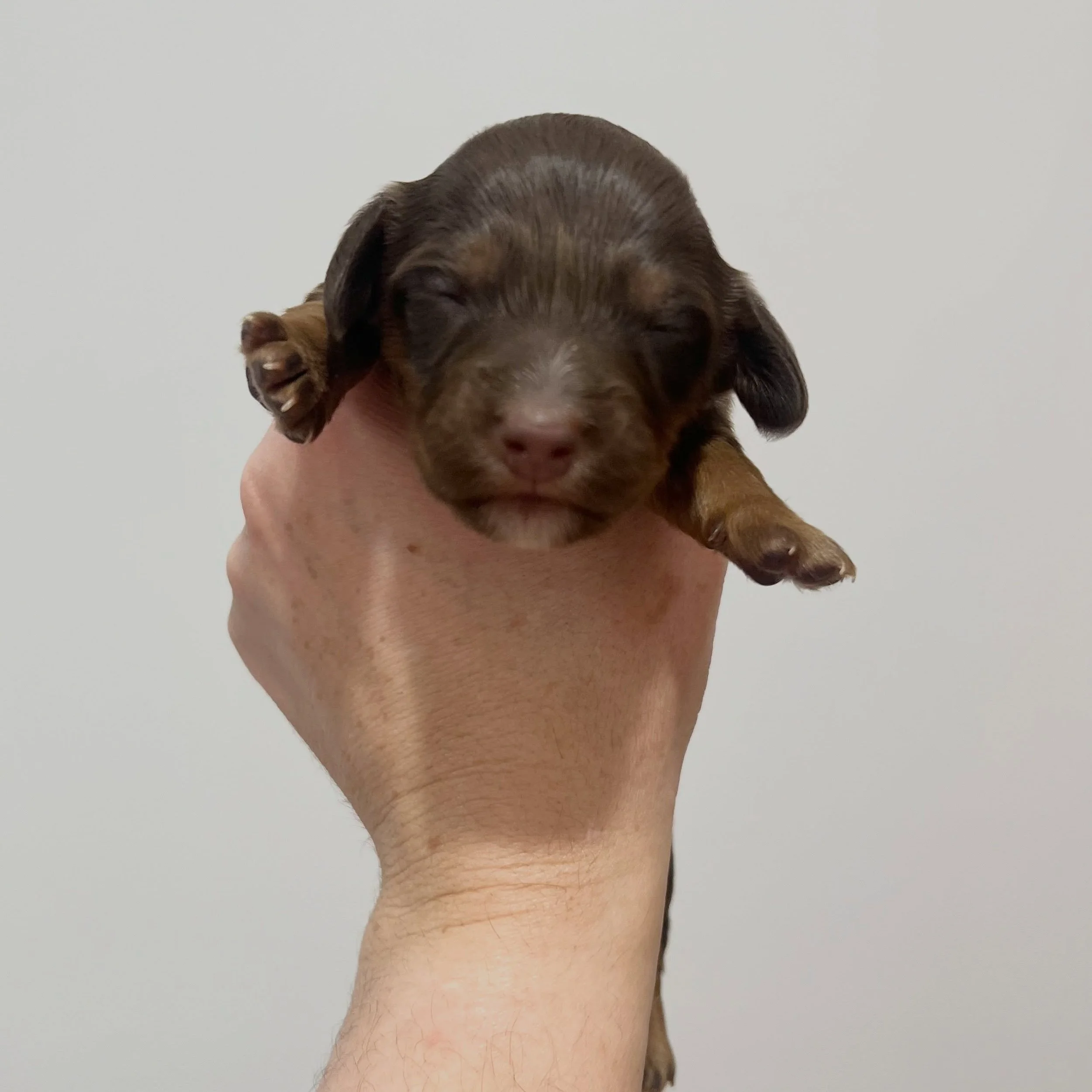 AVAILABLE - 🩷💜 ROSIE - 1.5 weeks old
&bull; Chocolate and tan girl - born 14/7/26
&bull; Ready to go to their home from 8/9/26
&bull; Long haired miniature dachshund puppy - PRA, MVDD and SDMD clear by parentage 
&bull; Will come with MDBA registra