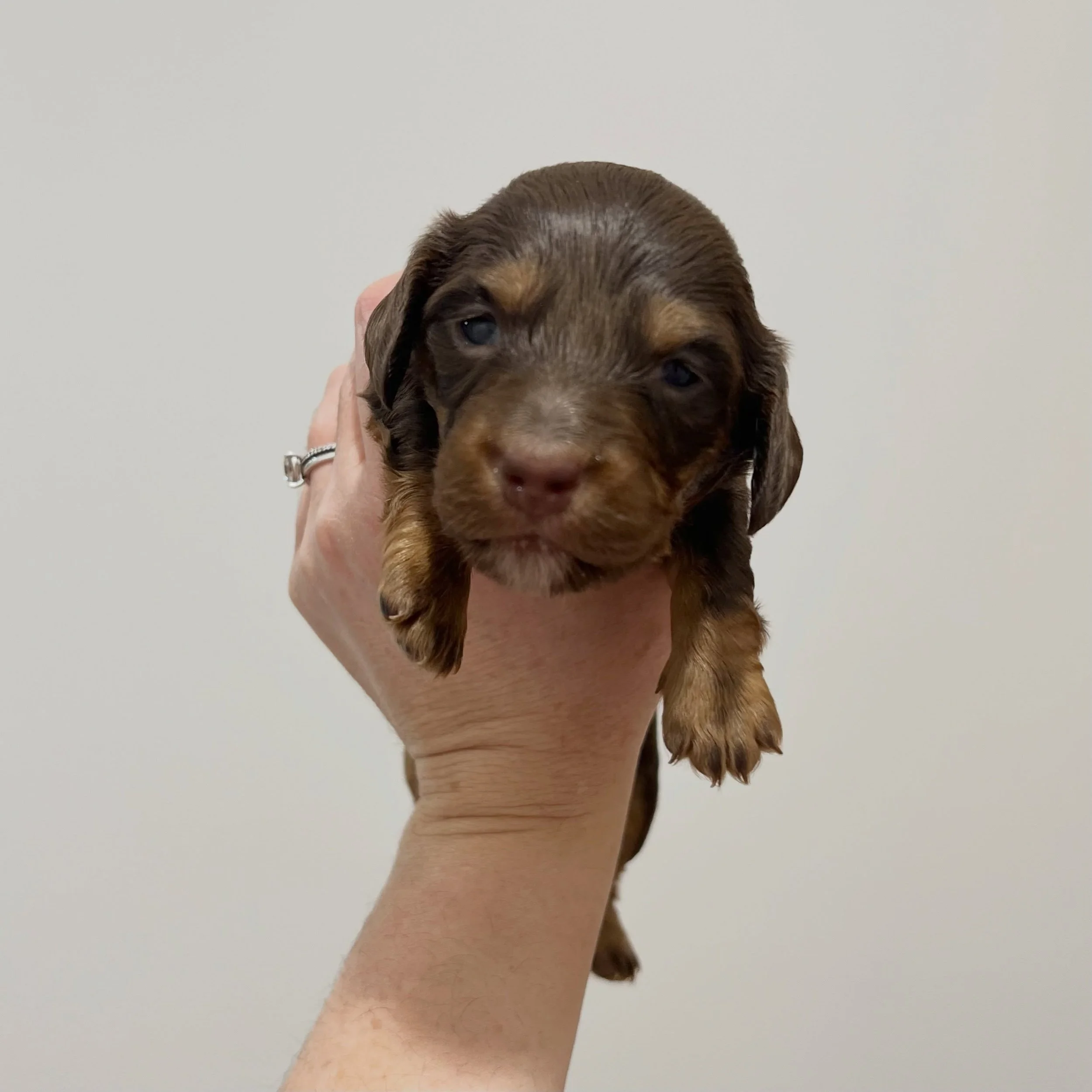 AVAILABLE - 🩷💜 ROSIE - 3 weeks old
&bull; Chocolate and tan girl - born 14/7/26
&bull; Ready to go to their home from 8/9/26
&bull; Long haired miniature dachshund puppy - PRA, MVDD and SDMD clear by parentage 
&bull; Will come with MDBA registrati