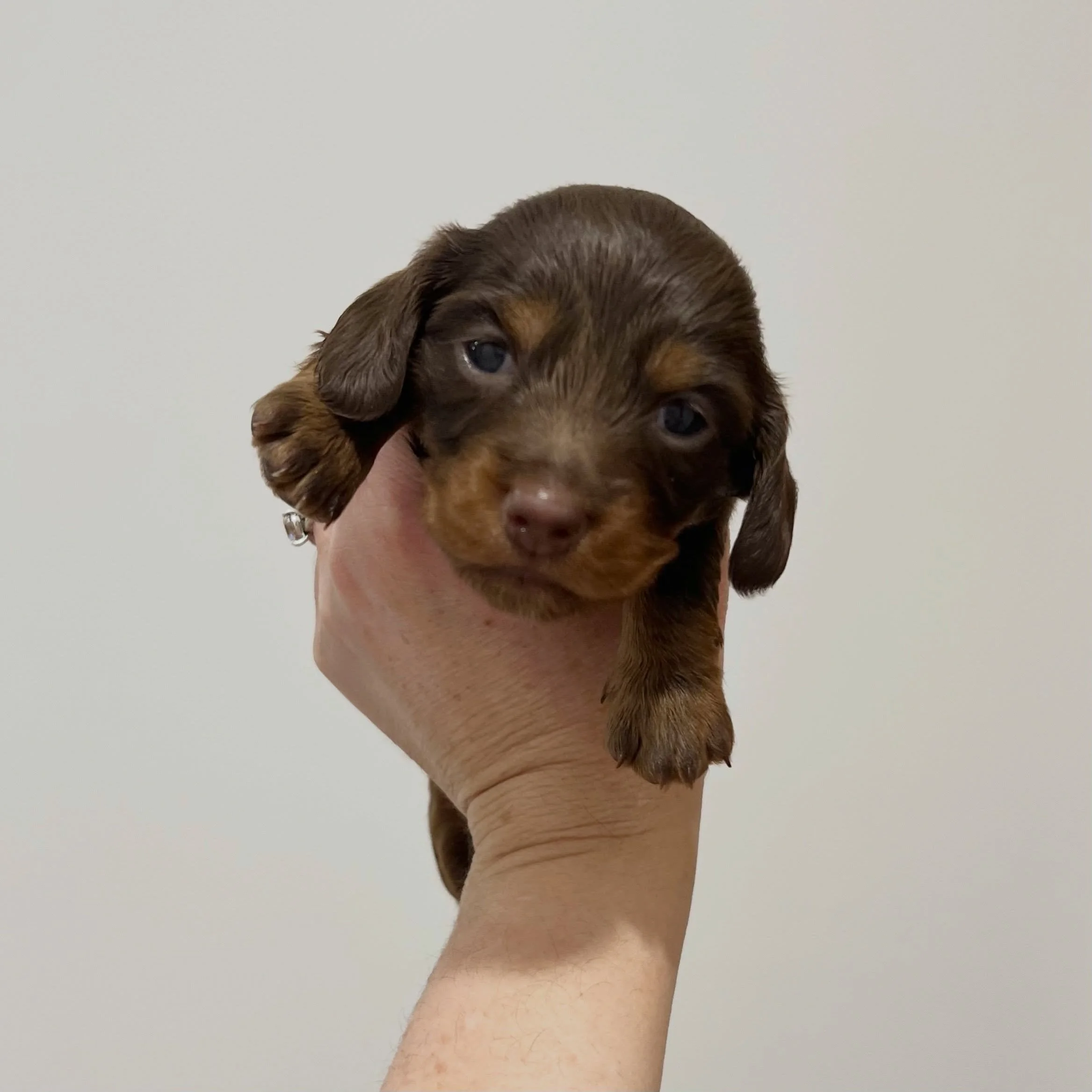 ALLOCATED - 🩷🩷 JUDY - 3 weeks old
&bull; Chocolate and tan girl - born 14/7/26
&bull; Ready to go to their home from 8/9/26
&bull; Long haired miniature dachshund puppy - PRA, MVDD and SDMD clear by parentage 
&bull; Will come with MDBA registratio