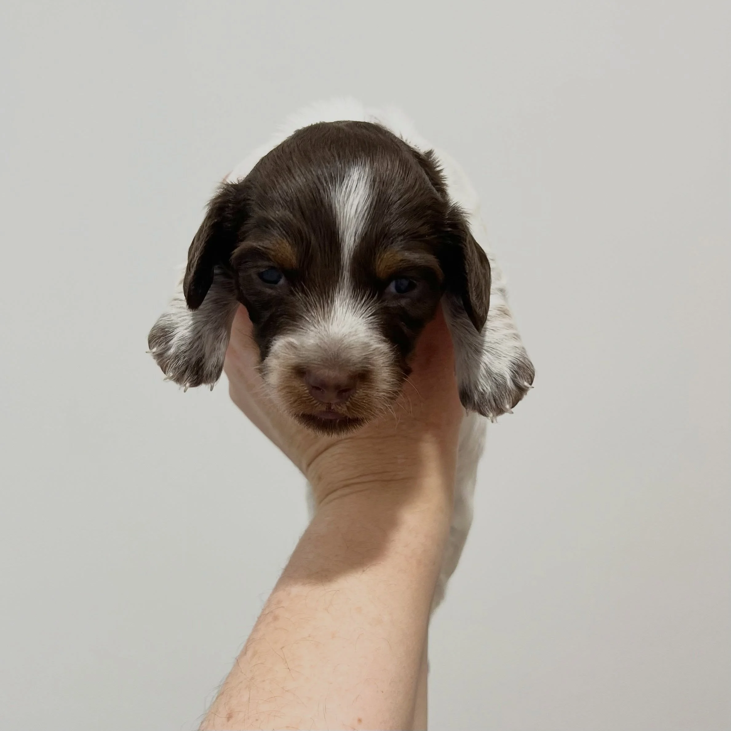 PENDING - 💙❤️ ASTRO - 3 weeks old
&bull; Chocolate and tan piebald boy - born 14/7/26
&bull; Ready to go to their home from 8/9/26
&bull; Long haired miniature dachshund puppy - PRA, MVDD and SDMD clear by parentage 
&bull; Will come with MDBA regis