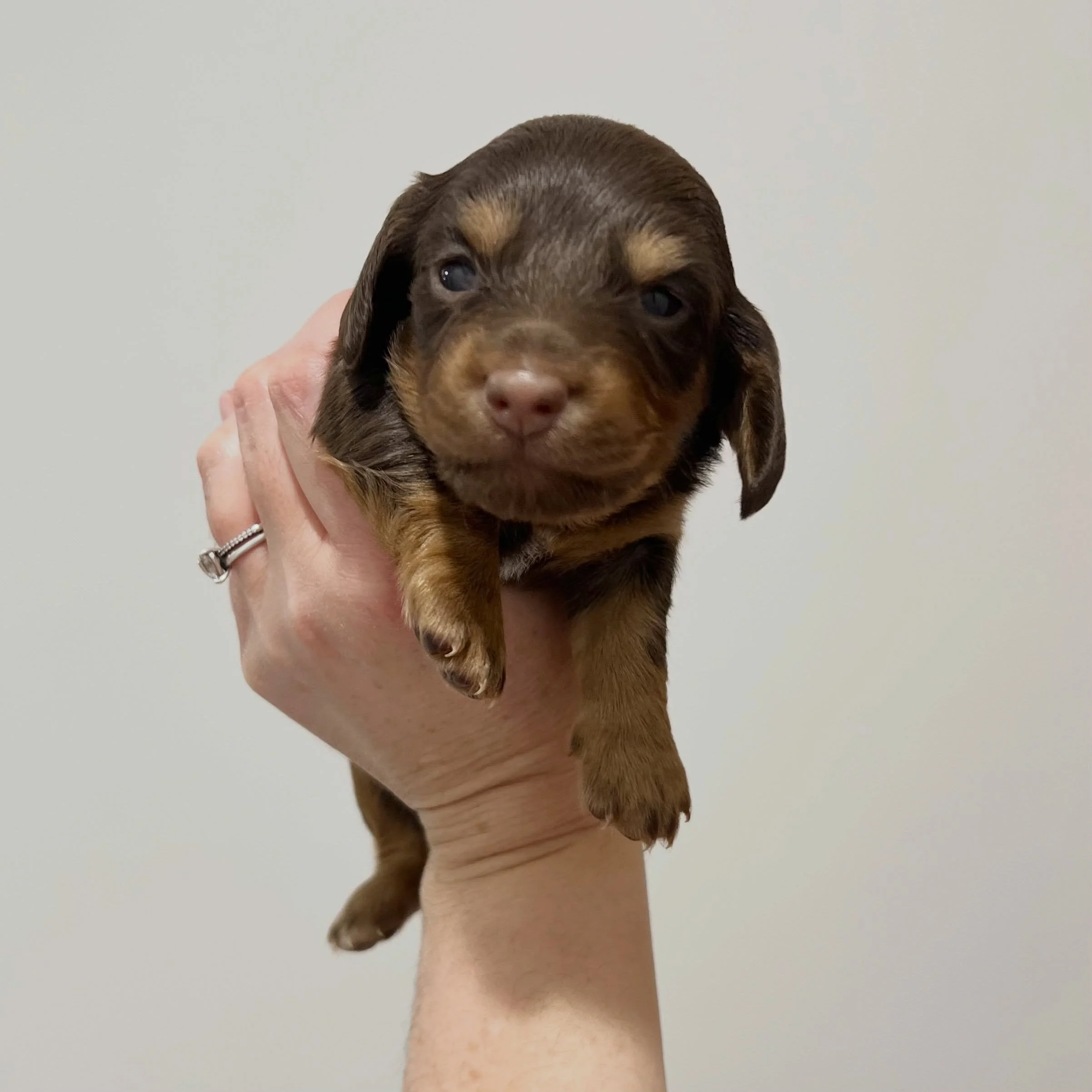 AVAILABLE - 🩷🤎 JANE - 3 weeks old
&bull; Chocolate and tan girl - born 14/7/26
&bull; Ready to go to their home from 8/9/26
&bull; Long haired miniature dachshund puppy - PRA, MVDD and SDMD clear by parentage 
&bull; Will come with MDBA registratio