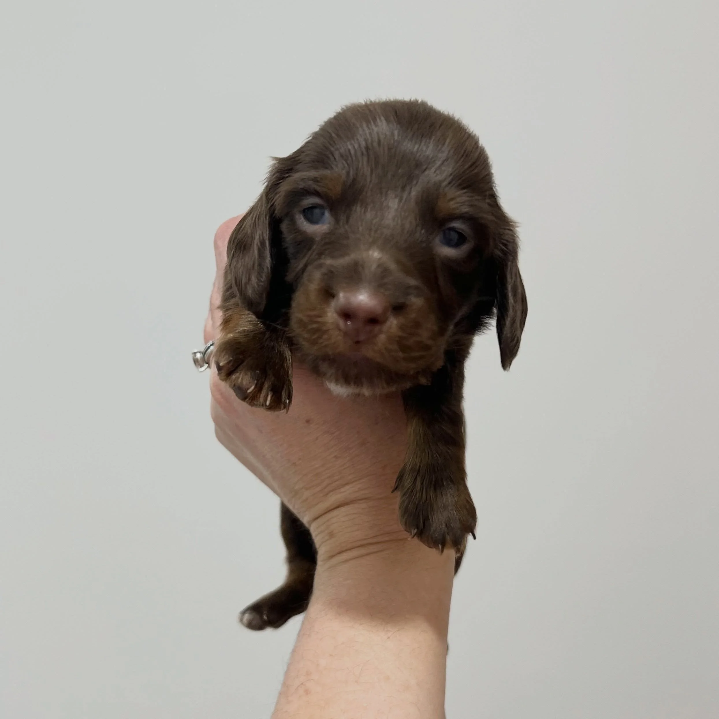 ALLOCATED - 💙💚 ELROY - 3 weeks old
&bull; Chocolate and tan boy - born 14/7/26
&bull; Ready to go to their home from 8/9/26
&bull; Long haired miniature dachshund puppy - PRA, MVDD and SDMD clear by parentage 
&bull; Will come with MDBA registratio