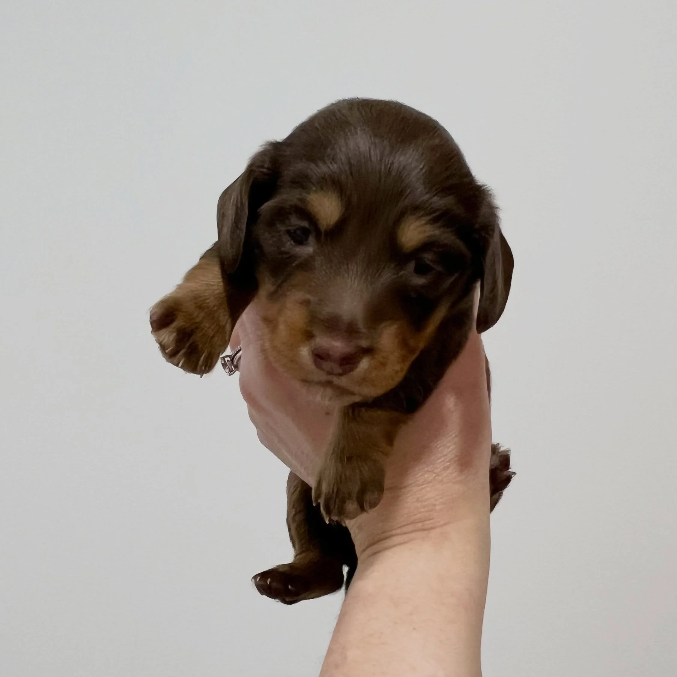 ALLOCATED - 💙🖤 GEORGE - 3 weeks old
&bull; Chocolate and tan boy - born 14/7/26
&bull; Ready to go to their home from 8/9/26
&bull; Long haired miniature dachshund puppy - PRA, MVDD and SDMD clear by parentage 
&bull; Will come with MDBA registrati