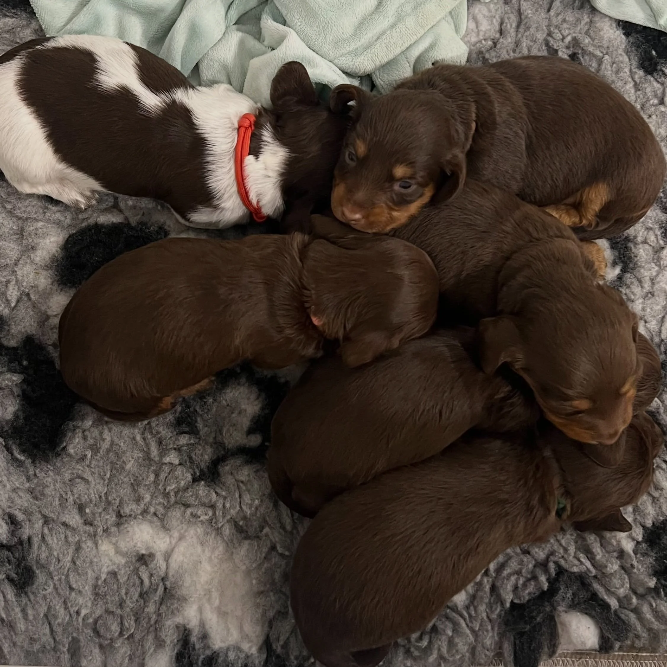 PUPDATE - Our JETSONS themed litter are now 3 weeks old. 

🖤💙 GEORGE - chocolate and tan boy (Allocated)
🤎🩷 JANE - chocolate and tan girl (Still available)
🩷🩷 JUDY - chocolate and tan girl (Allocated)
💚💙 ELROY - chocolate and tan boy (Allocat