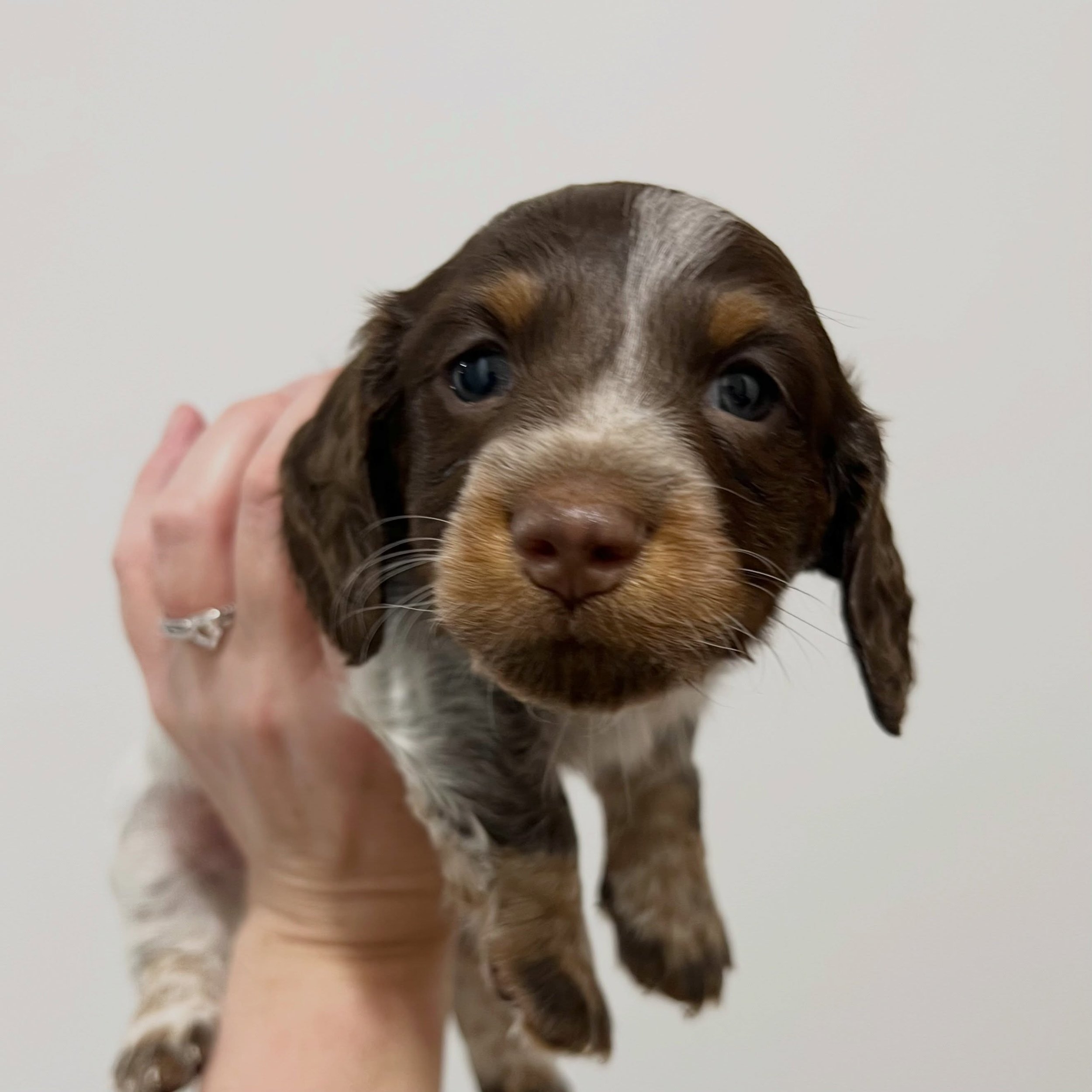 ALLOCATED - 💙❤️ ASTRO - 5 weeks old
&bull; Chocolate and tan piebald boy - born 14/7/26
&bull; Ready to go to their home from 8/9/26
&bull; Long haired miniature dachshund puppy - PRA, MVDD and SDMD clear by parentage 
&bull; Will come with MDBA reg