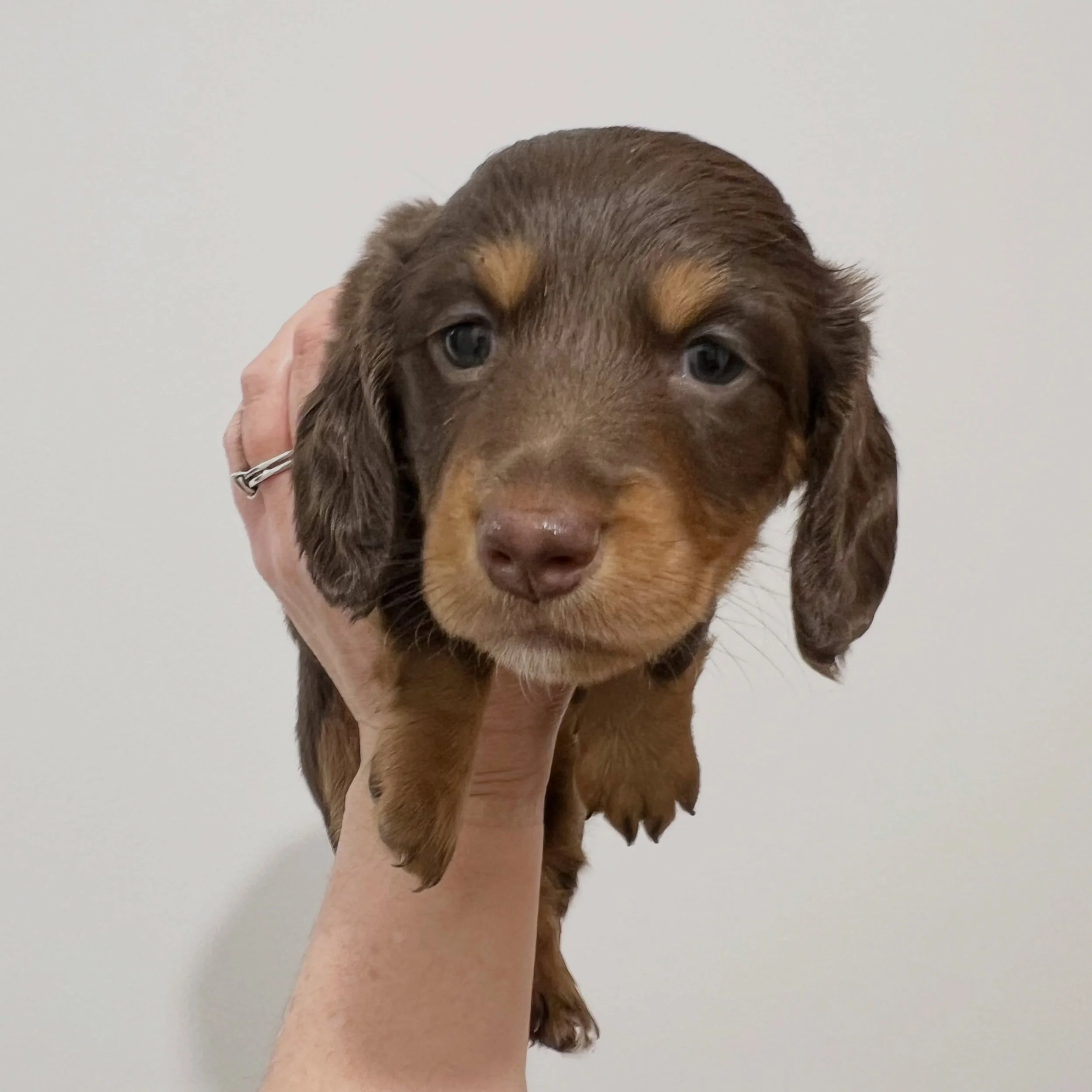 ALLOCATED - 💙🖤 GEORGE - 5 weeks old
&bull; Chocolate and tan boy - born 14/7/26
&bull; Ready to go to their home from 8/9/26
&bull; Long haired miniature dachshund puppy - PRA, MVDD and SDMD clear by parentage 
&bull; Will come with MDBA registrati