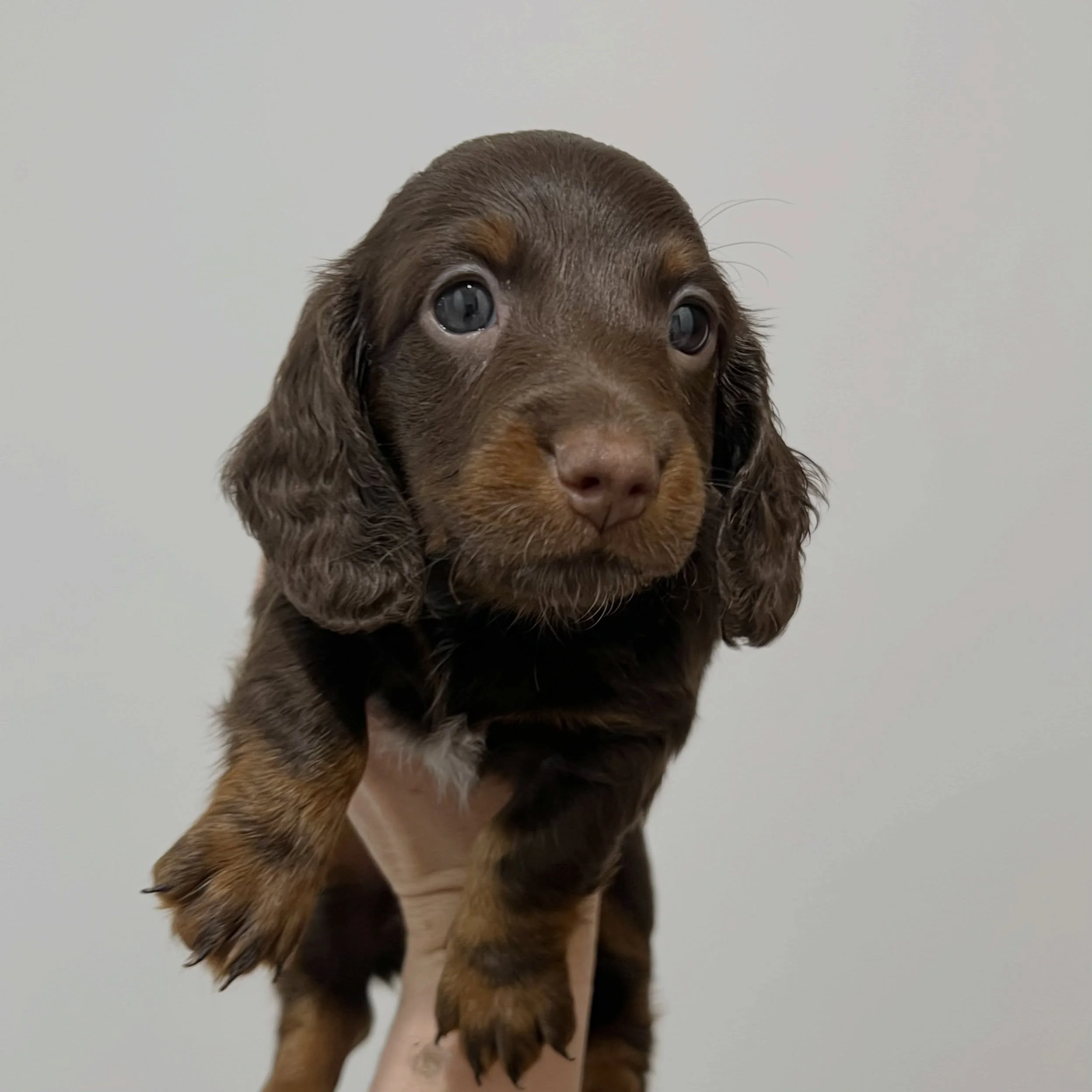 ALLOCATED - 💙💚 ELROY - 5 weeks old
&bull; Chocolate and tan boy - born 14/7/26
&bull; Ready to go to their home from 8/9/26
&bull; Long haired miniature dachshund puppy - PRA, MVDD and SDMD clear by parentage 
&bull; Will come with MDBA registratio