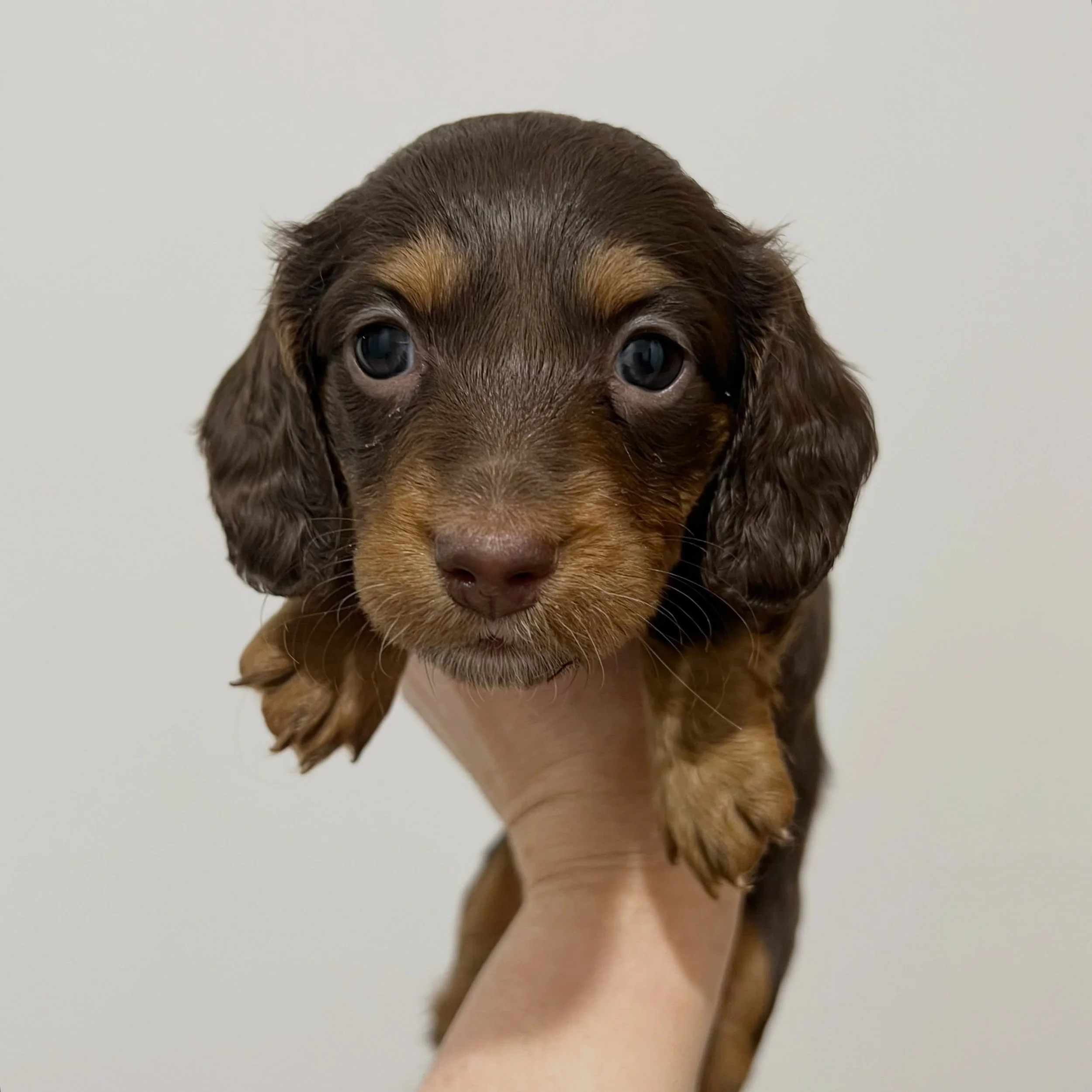 AVAILABLE - 🩷💜 ROSIE - 5 weeks old
&bull; Chocolate and tan girl - born 14/7/26
&bull; Ready to go to their home from 8/9/26
&bull; Long haired miniature dachshund puppy - PRA, MVDD and SDMD clear by parentage 
&bull; Will come with MDBA registrati