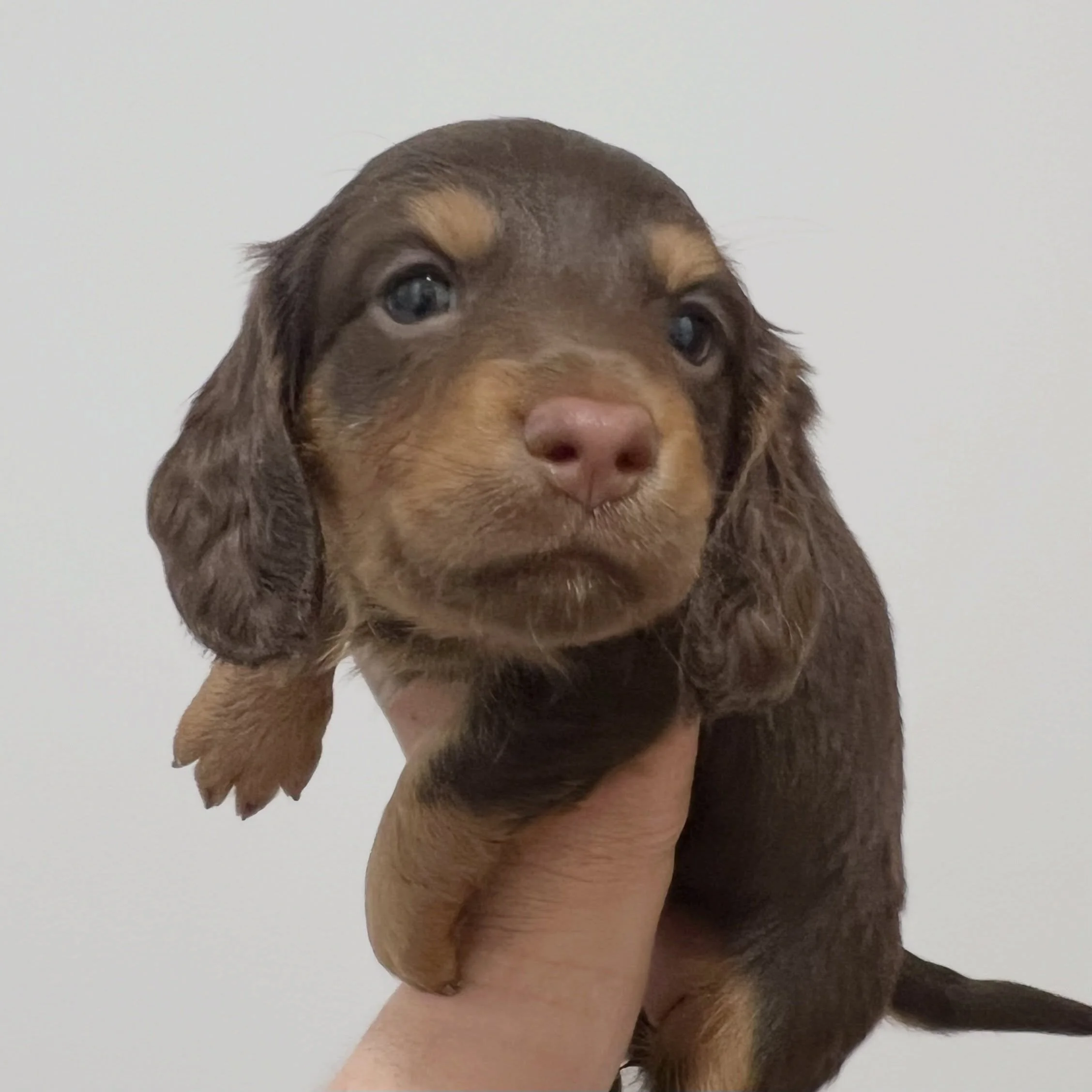 AVAILABLE - 🩷🤎 JANE - 5 weeks old
&bull; Chocolate and tan girl - born 14/7/26
&bull; Ready to go to their home from 8/9/26
&bull; Long haired miniature dachshund puppy - PRA, MVDD and SDMD clear by parentage 
&bull; Will come with MDBA registratio