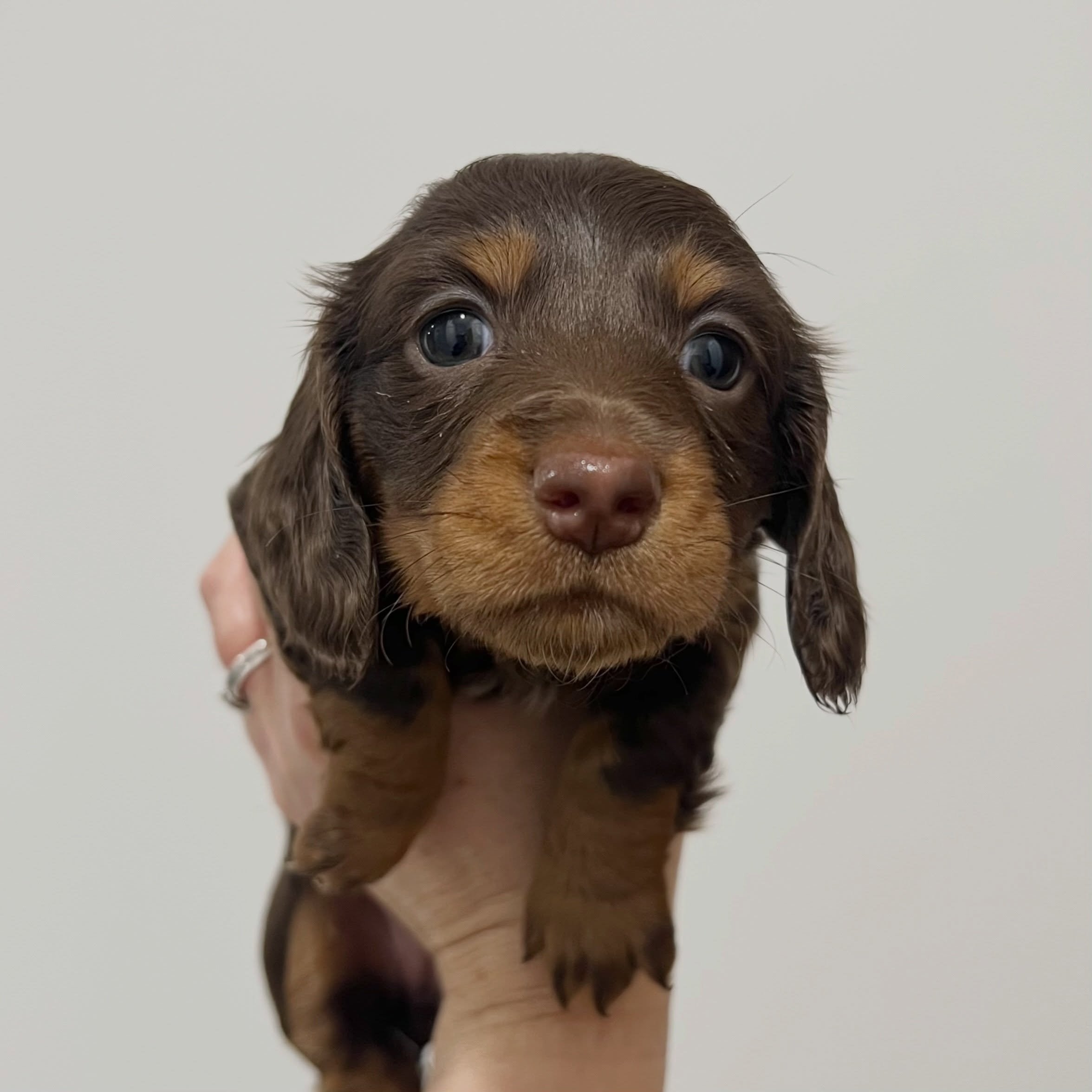 ALLOCATED - 🩷🩷 JUDY - 5 weeks old
&bull; Chocolate and tan girl - born 14/7/26
&bull; Ready to go to their home from 8/9/26
&bull; Long haired miniature dachshund puppy - PRA, MVDD and SDMD clear by parentage 
&bull; Will come with MDBA registratio
