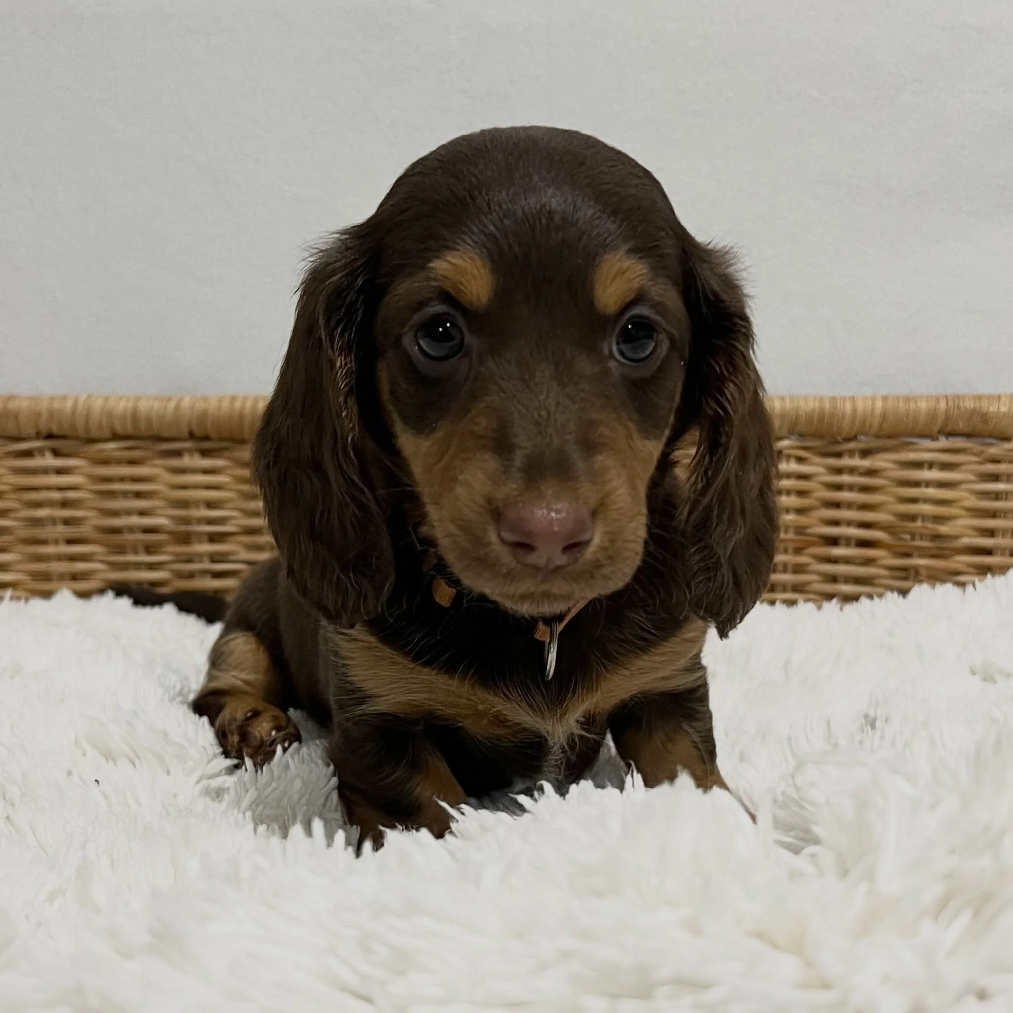 ALLOCATED - 🩷🤎 JANE - 7 weeks old
&bull; Chocolate and tan girl - born 14/7/26
&bull; Ready to go to their home from 8/9/26
&bull; Long haired miniature dachshund puppy - PRA, MVDD and SDMD clear by parentage 
&bull; Will come with MDBA registratio