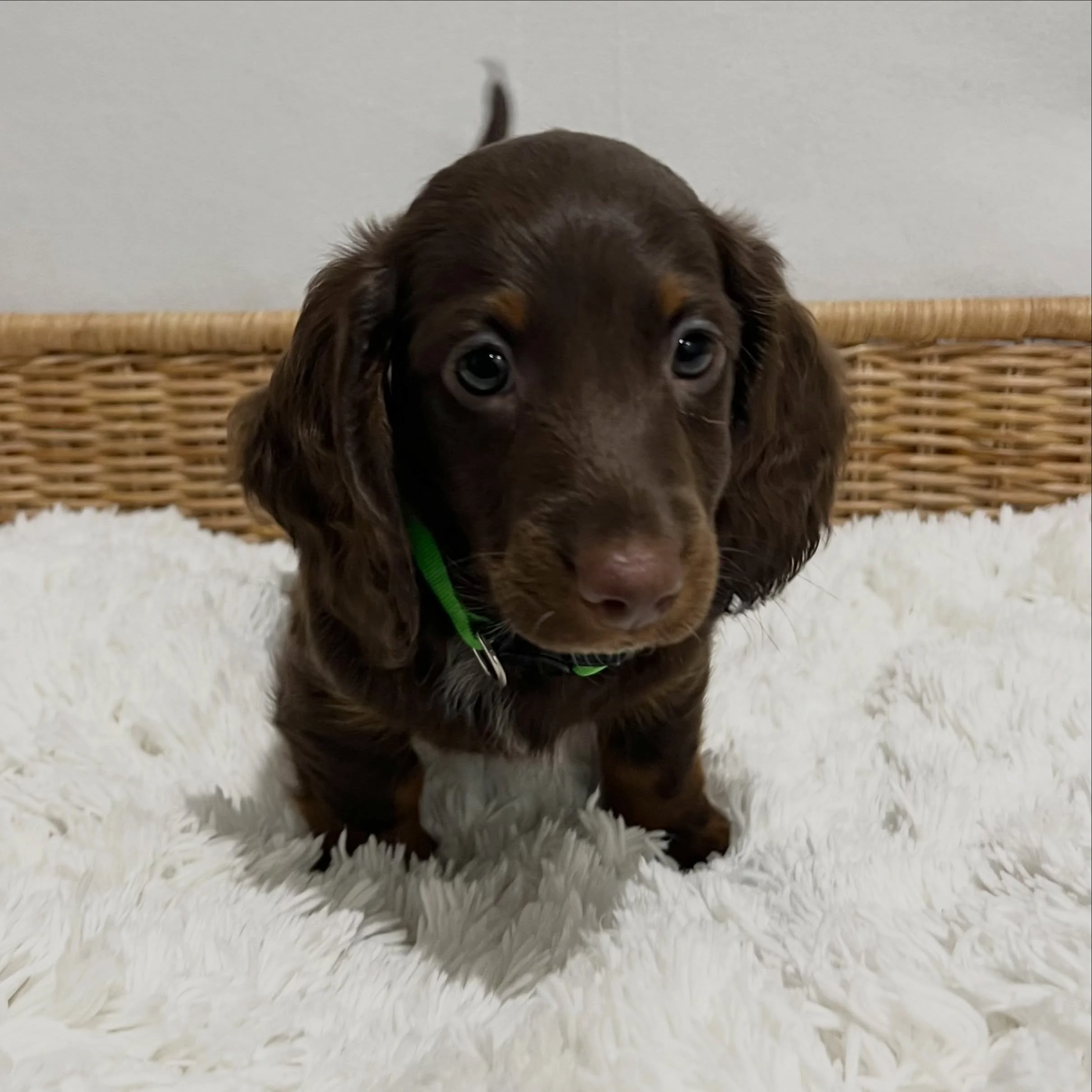 ALLOCATED - 💙💚 ELROY - 7 weeks old
&bull; Chocolate and tan boy - born 14/7/26
&bull; Ready to go to their home from 8/9/26
&bull; Long haired miniature dachshund puppy - PRA, MVDD and SDMD clear by parentage 
&bull; Will come with MDBA registratio