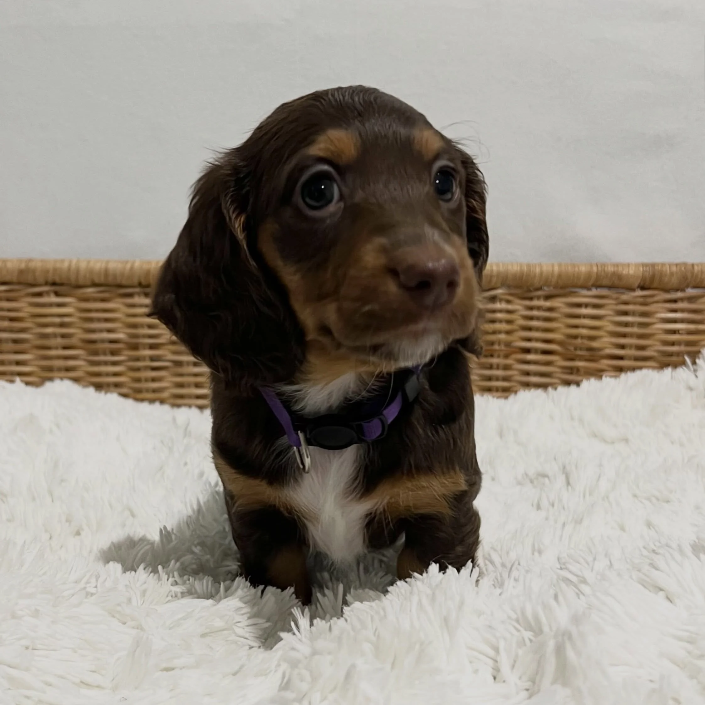 ALLOCATED - 🩷💜 ROSIE - 7 weeks old
&bull; Chocolate and tan girl - born 14/7/26
&bull; Ready to go to their home from 8/9/26
&bull; Long haired miniature dachshund puppy - PRA, MVDD and SDMD clear by parentage 
&bull; Will come with MDBA registrati