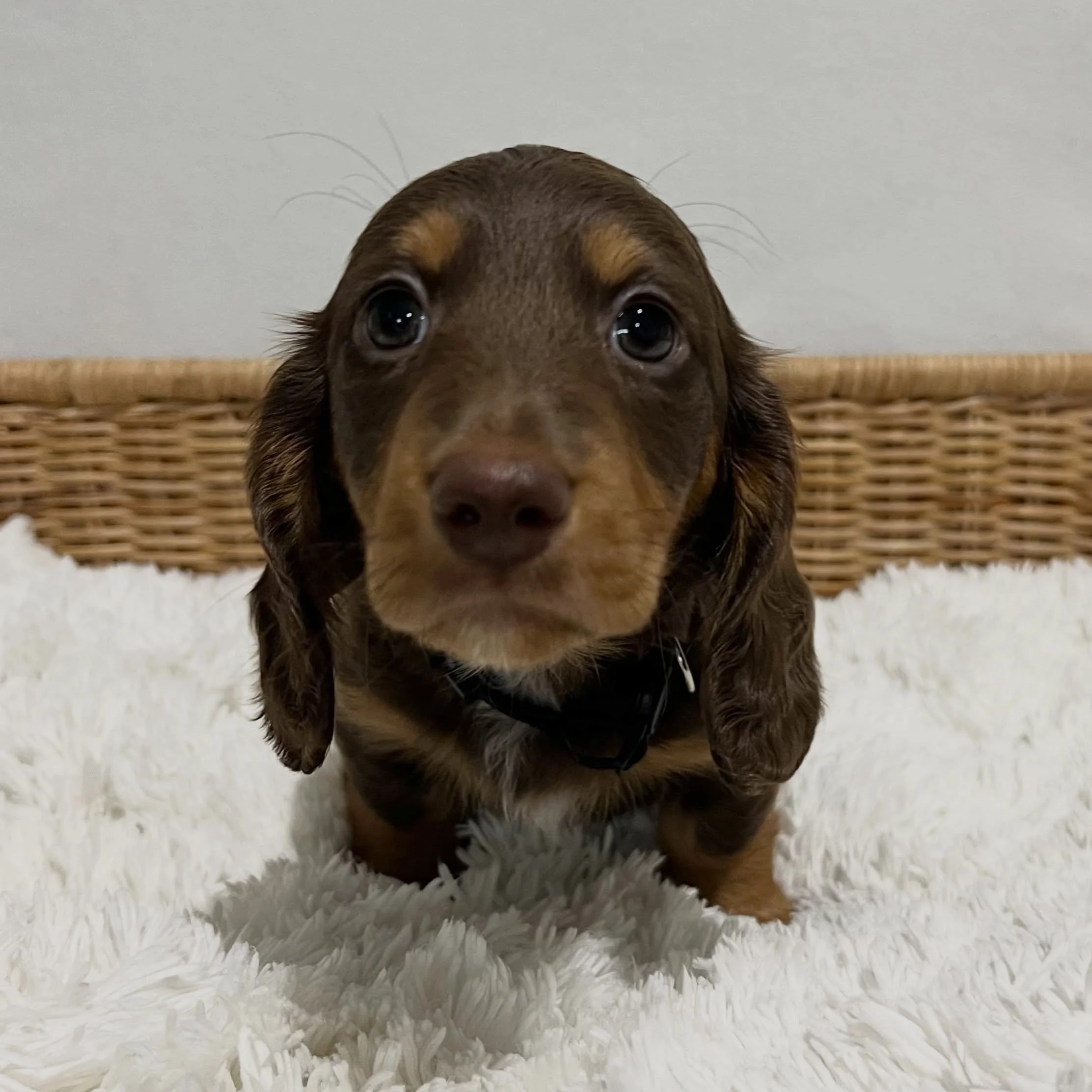 ALLOCATED - 💙🖤 GEORGE - 7 weeks old
&bull; Chocolate and tan boy - born 14/7/26
&bull; Ready to go to their home from 8/9/26
&bull; Long haired miniature dachshund puppy - PRA, MVDD and SDMD clear by parentage 
&bull; Will come with MDBA registrati