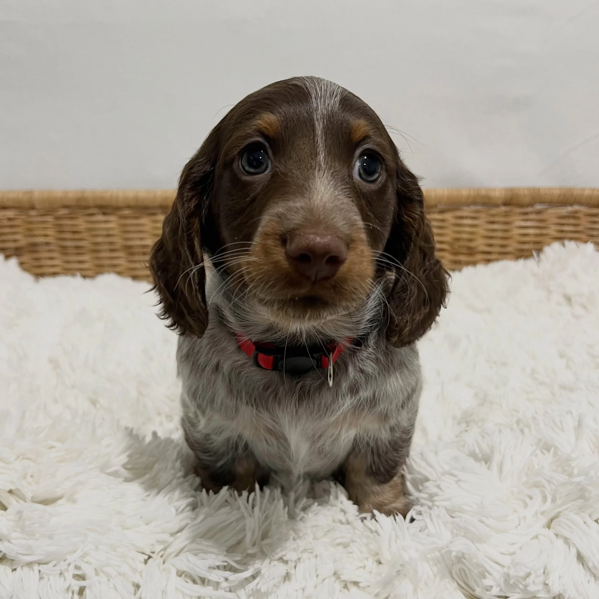 ALLOCATED - 💙❤️ ASTRO - 7 weeks old
&bull; Chocolate and tan piebald boy - born 14/7/26
&bull; Ready to go to their home from 8/9/26
&bull; Long haired miniature dachshund puppy - PRA, MVDD and SDMD clear by parentage 
&bull; Will come with MDBA reg