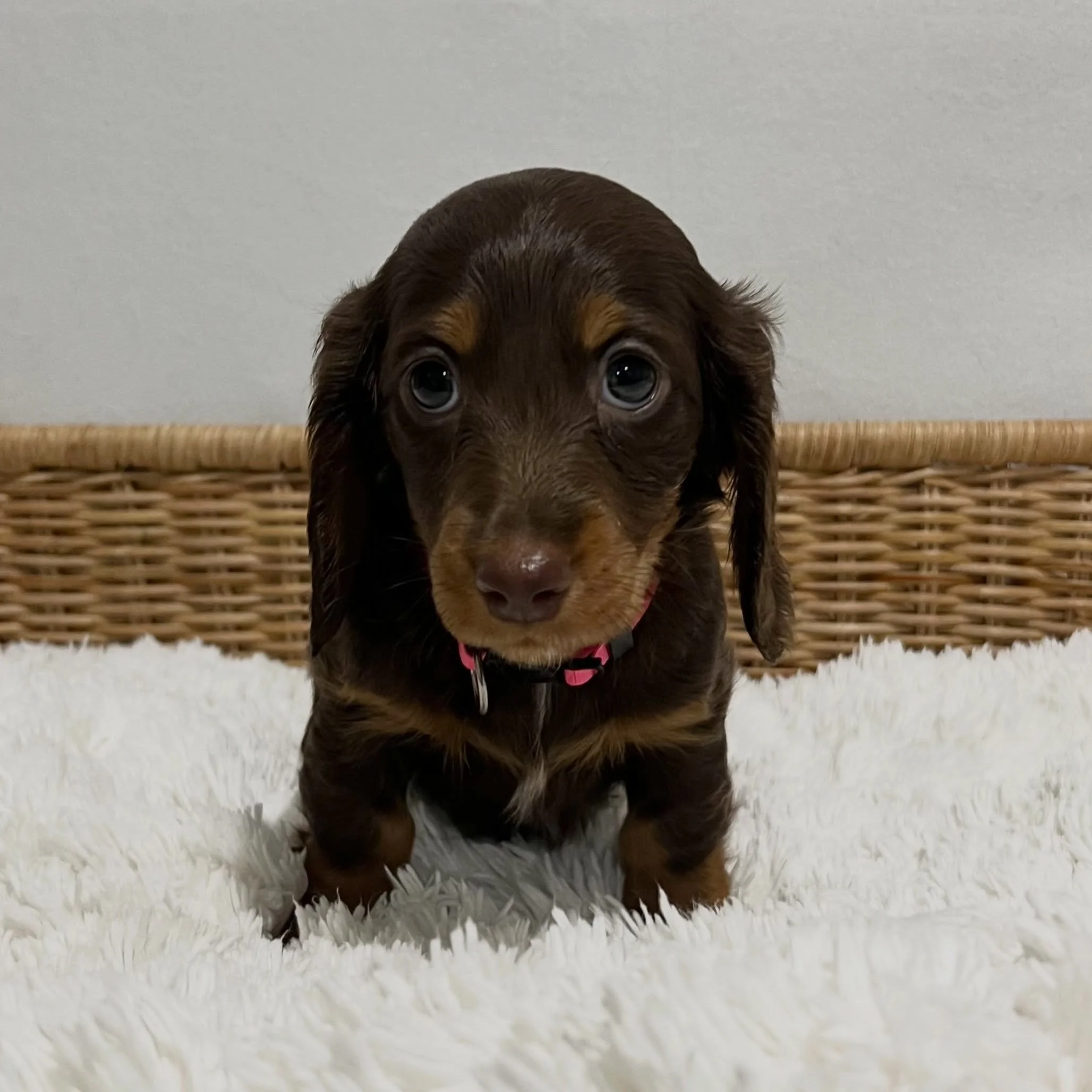 ALLOCATED - 🩷🩷 JUDY - 7 weeks old
&bull; Chocolate and tan girl - born 14/7/26
&bull; Ready to go to their home from 8/9/26
&bull; Long haired miniature dachshund puppy - PRA, MVDD and SDMD clear by parentage 
&bull; Will come with MDBA registratio