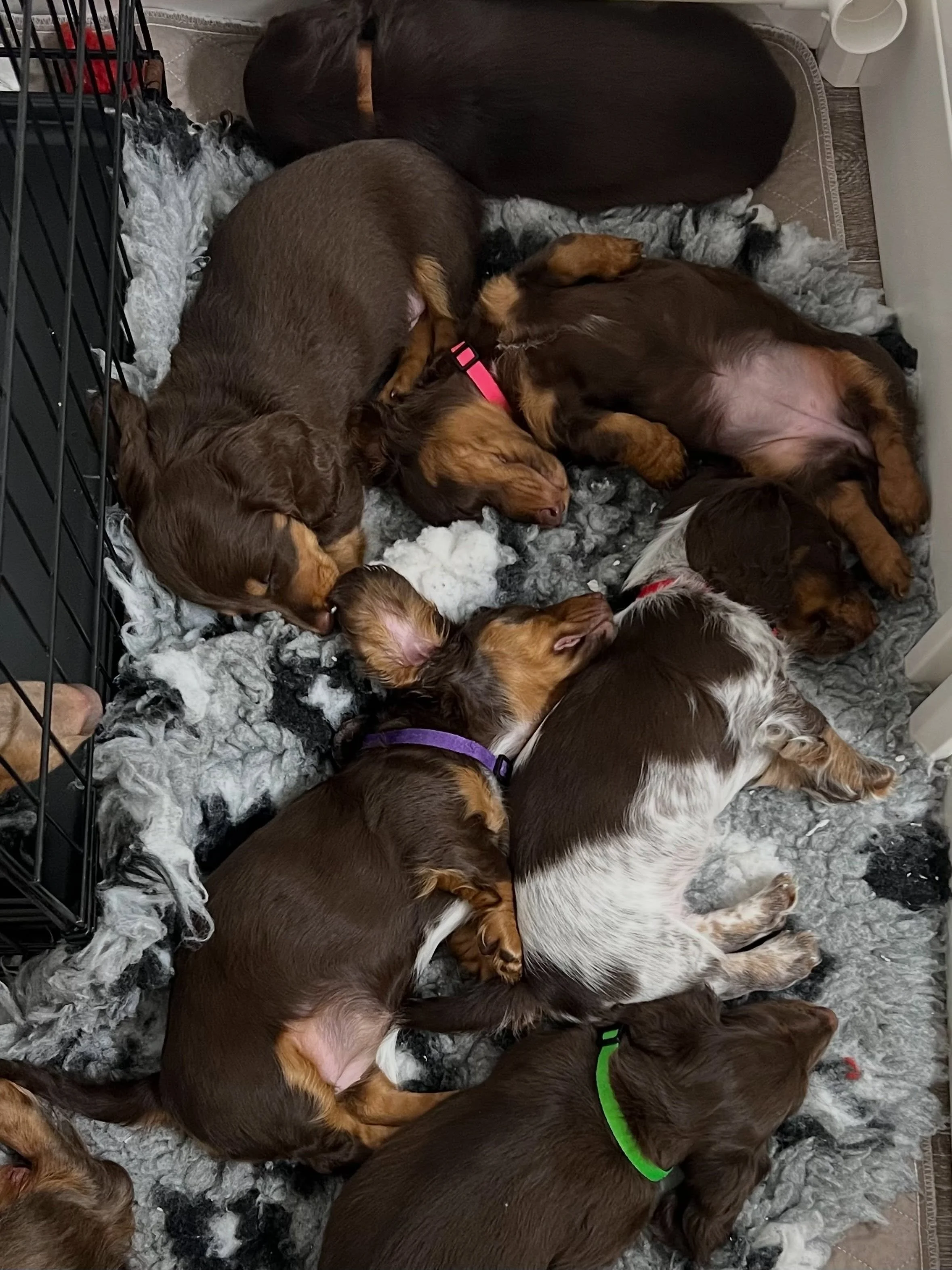 PUPDATE - Our JETSONS themed litter are now 8 weeks old (from yesterday). All puppies have found homes and will be leaving us soon. 

🖤💙 GEORGE - chocolate and tan boy (Allocated)
🤎🩷 JANE - chocolate and tan girl (Allocated)
🩷🩷 JUDY - chocolate