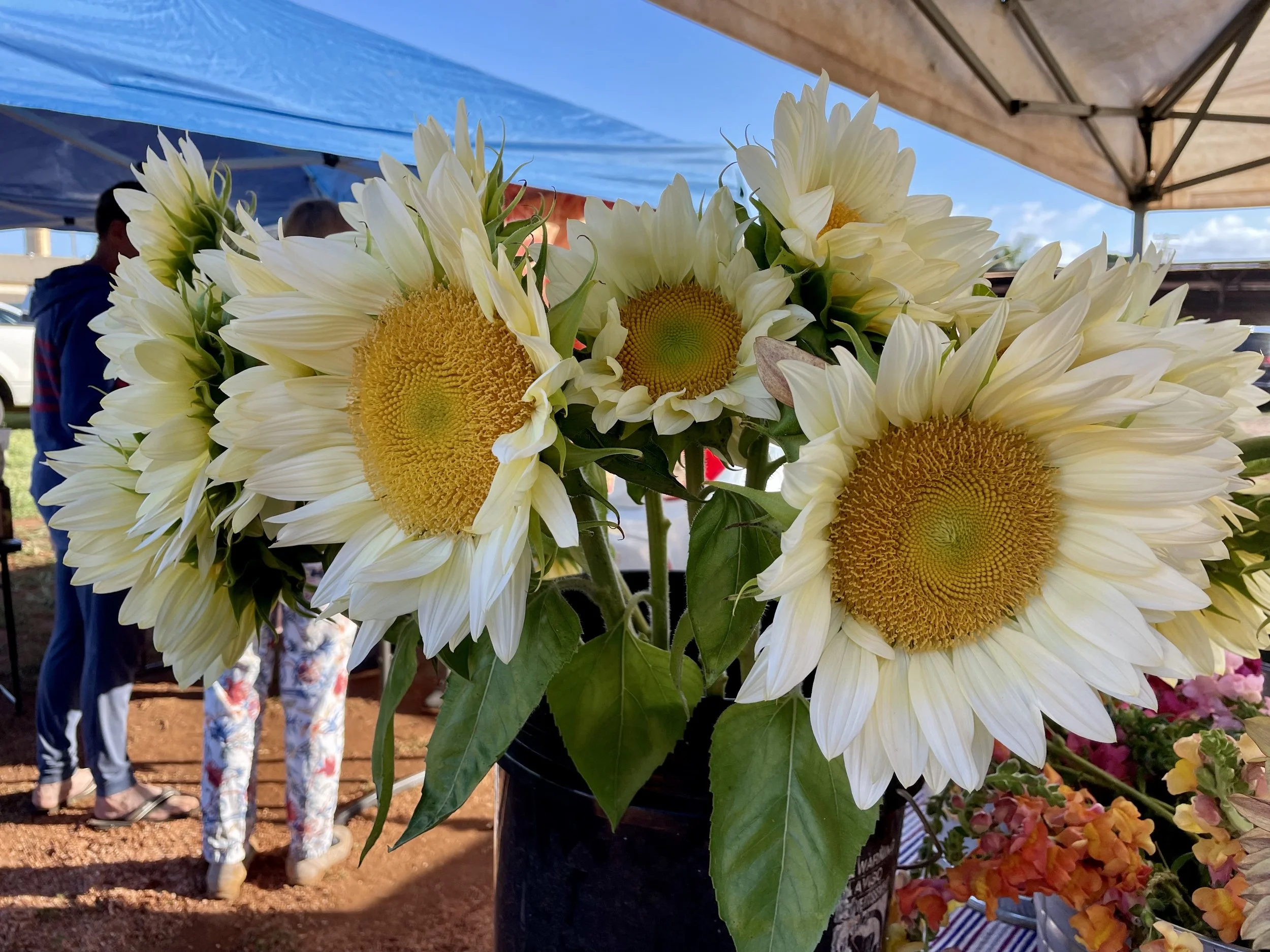 white sunflowers in a black tall bucket at a farmer's market