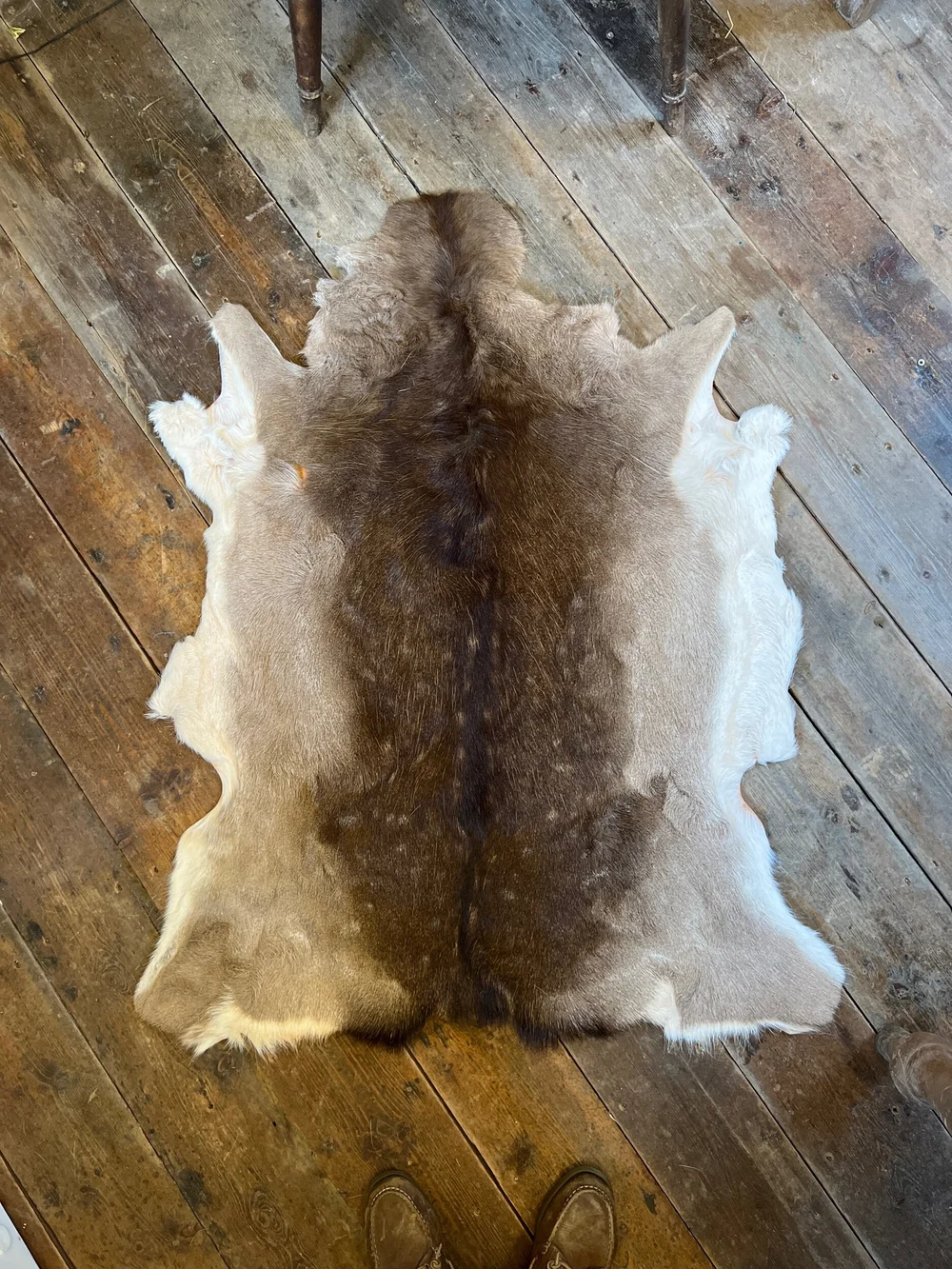 Fallow Deer skin rug HUGLETTS FARM