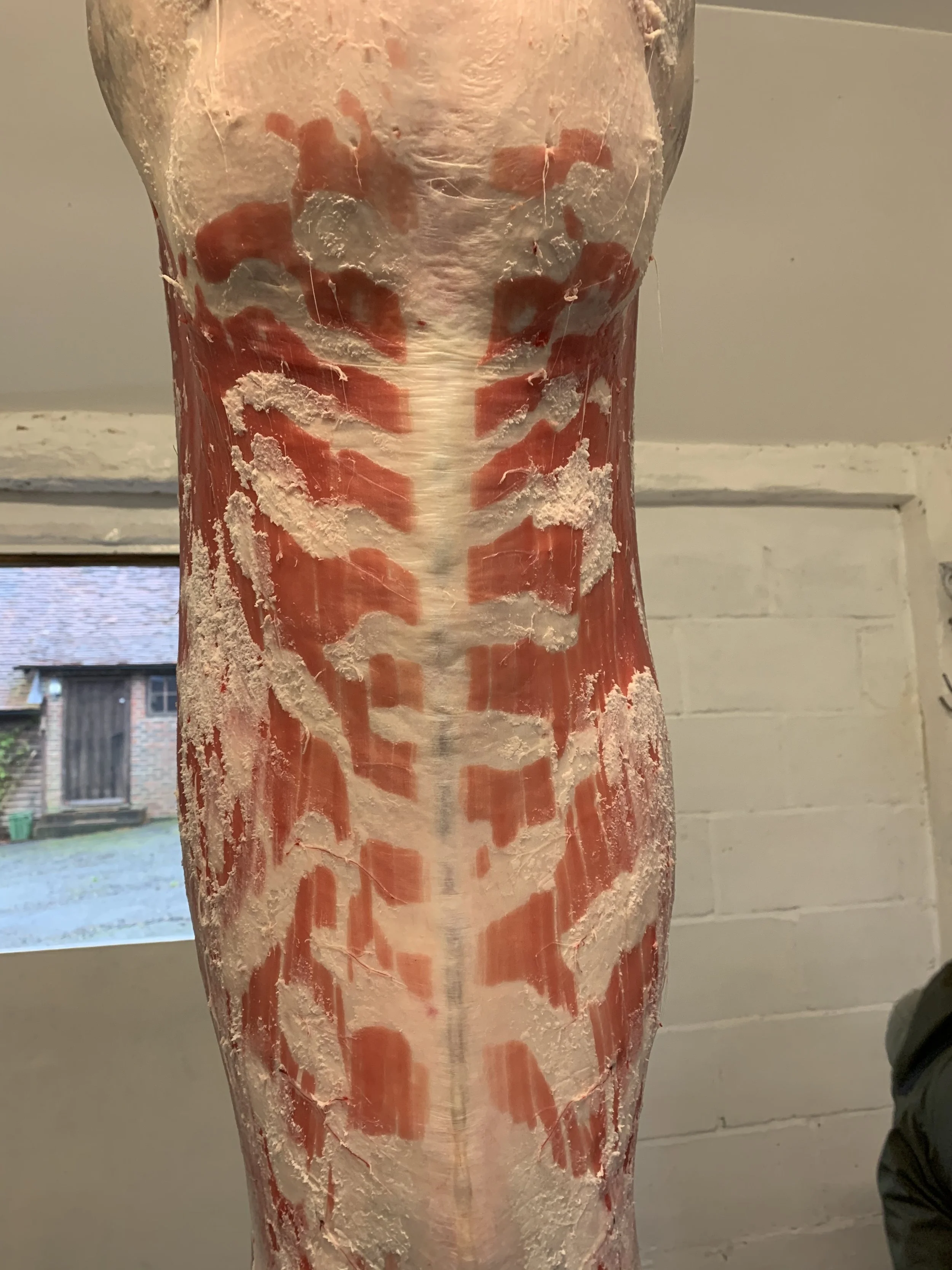 Venison