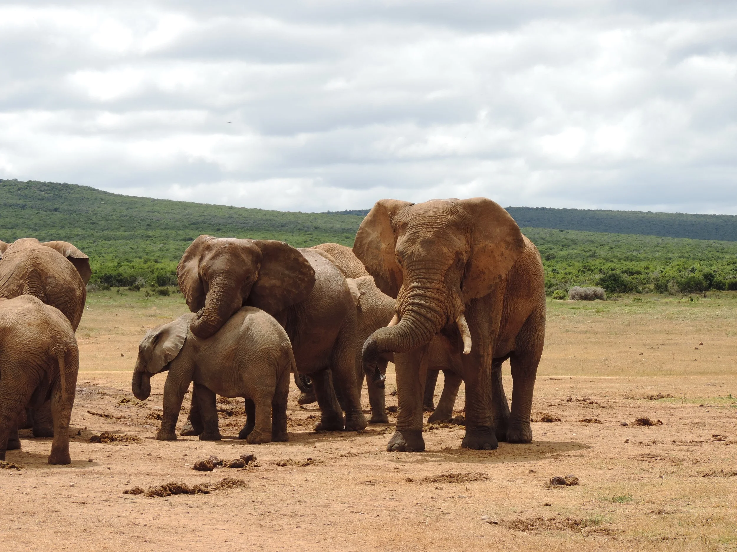 YOGA X SAFARI RETREAT
