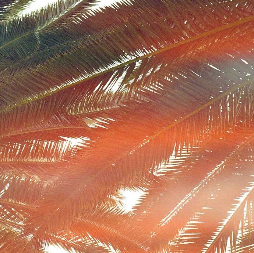 Palm Fronds 2/3

#abstract #35mm #filmphotography #photography #art #doubleexposure #creative #creativestudio #nature #trees