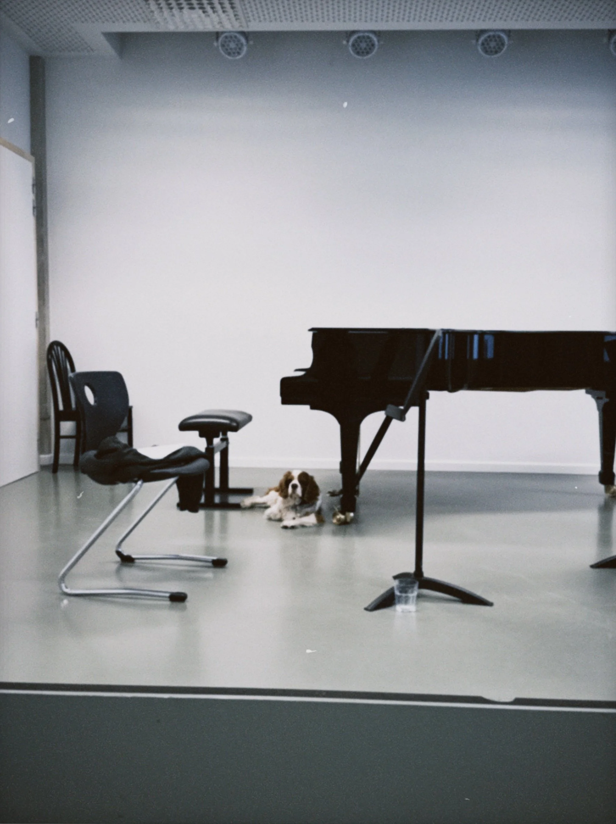 rehearsal dog 