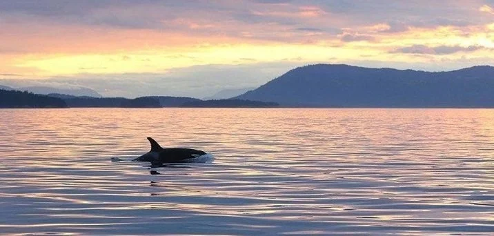 Axus -Whale Watching.jpg