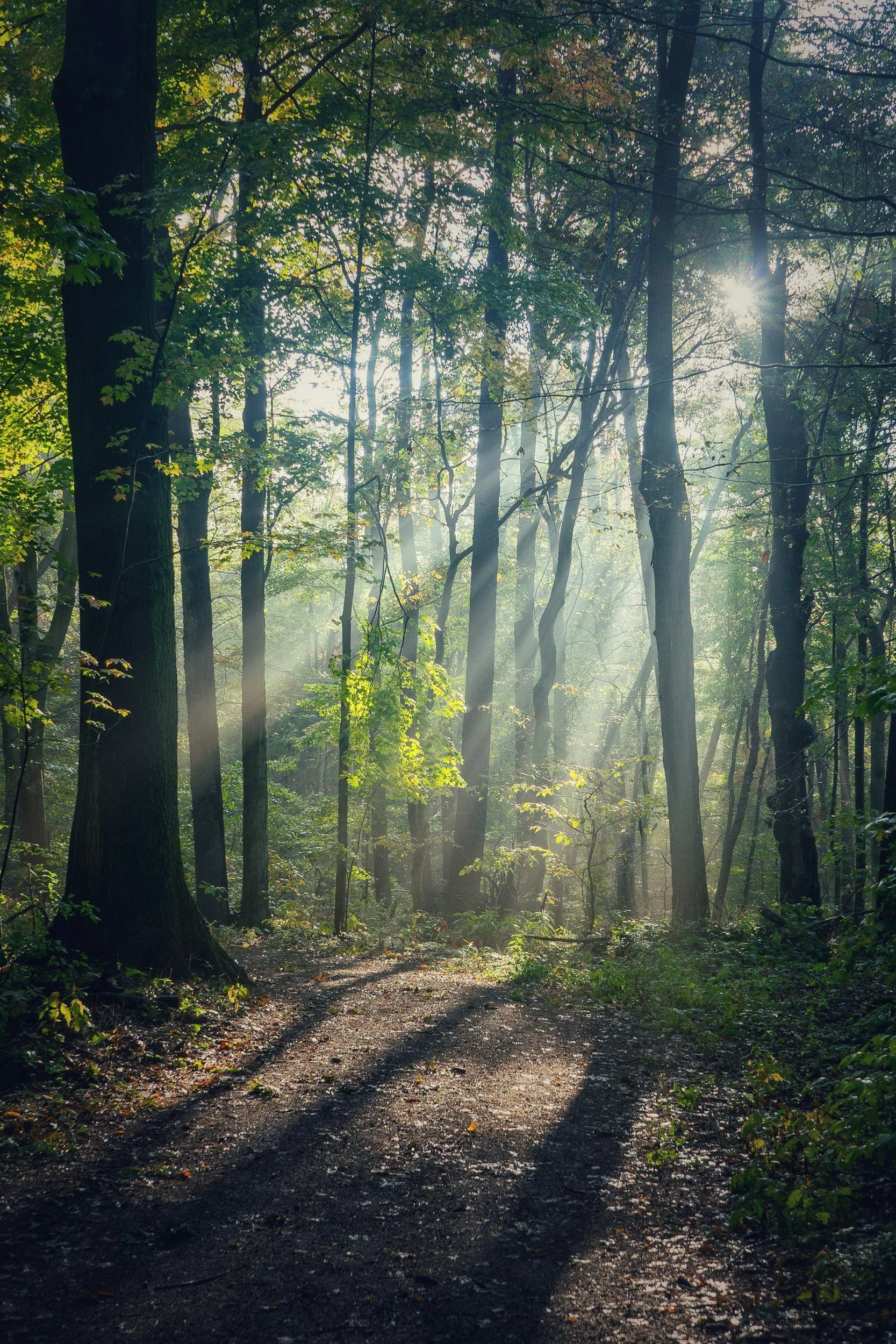 Sunlight filtering softly through dense forest trees, evoking calm and gradual healing