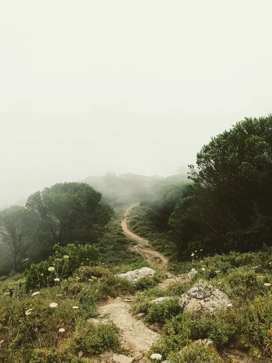 Winding trail through a misty green hillside