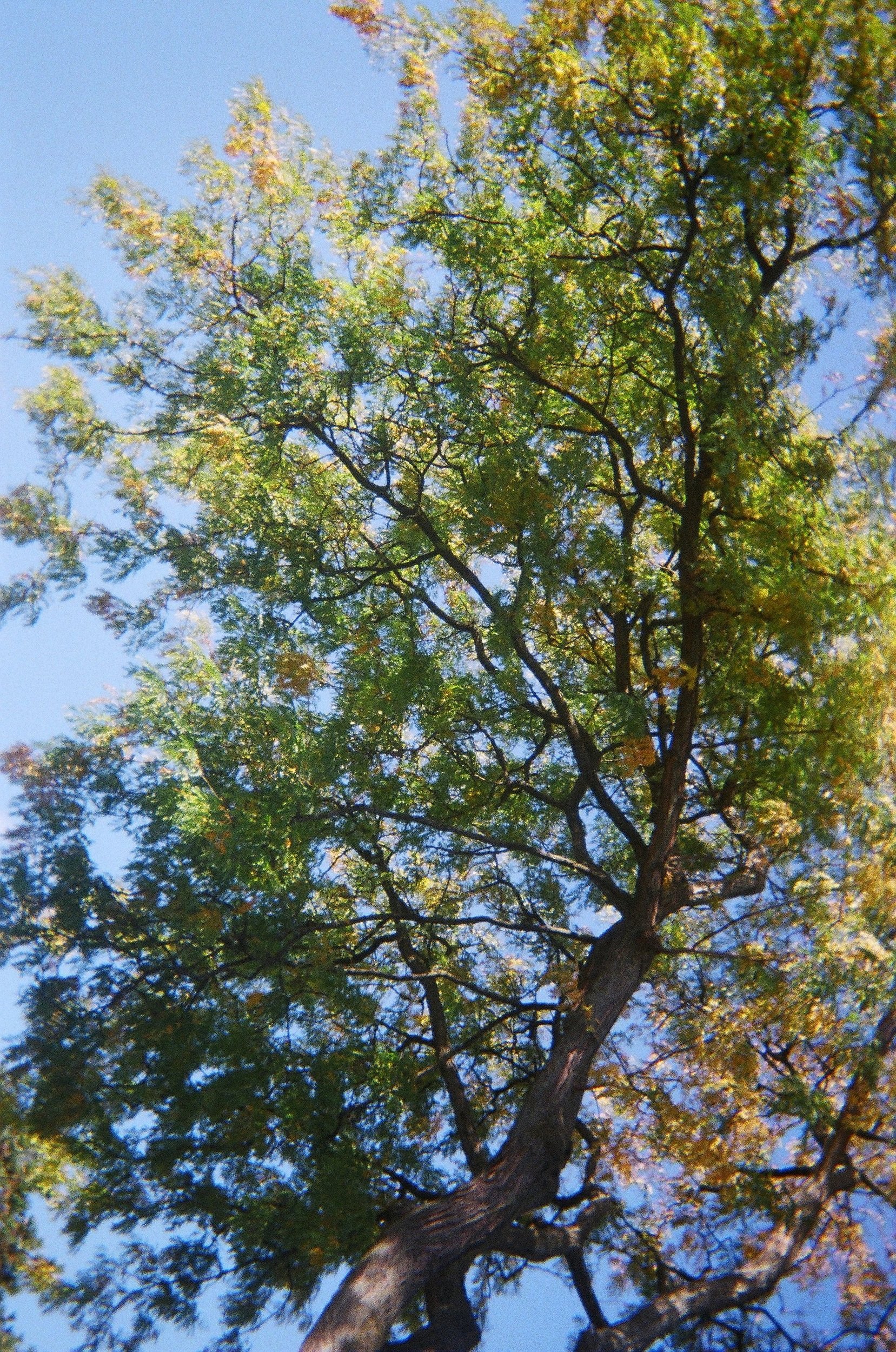 photo of a tree and sky taken from below. the leaves are almost all green with orange around
