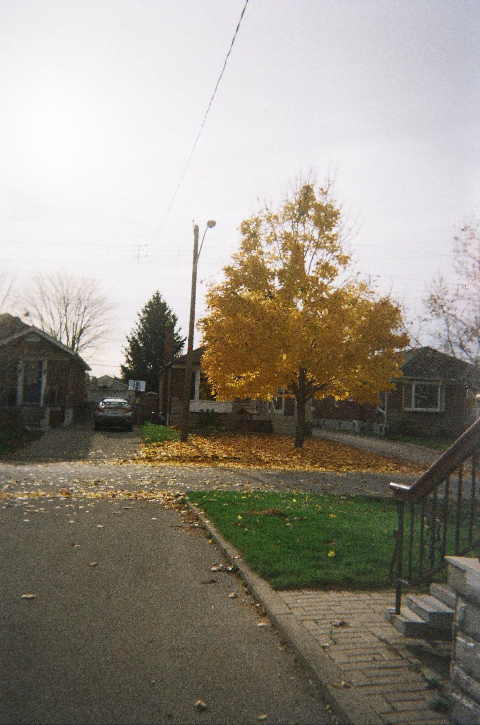 photo of a street with a yellow tree on the side, houses and a car