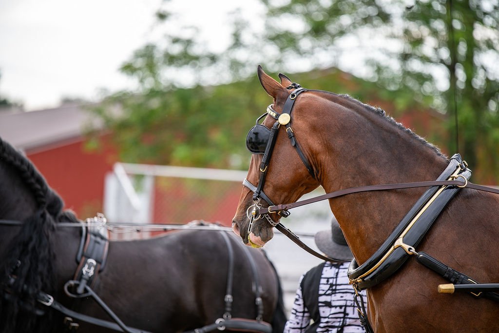 SNECDA ADS Pleasure Show